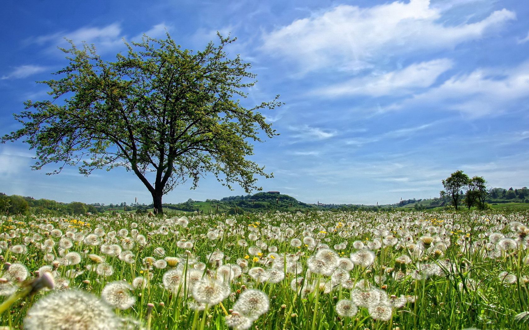 Popular Dandelions background images
