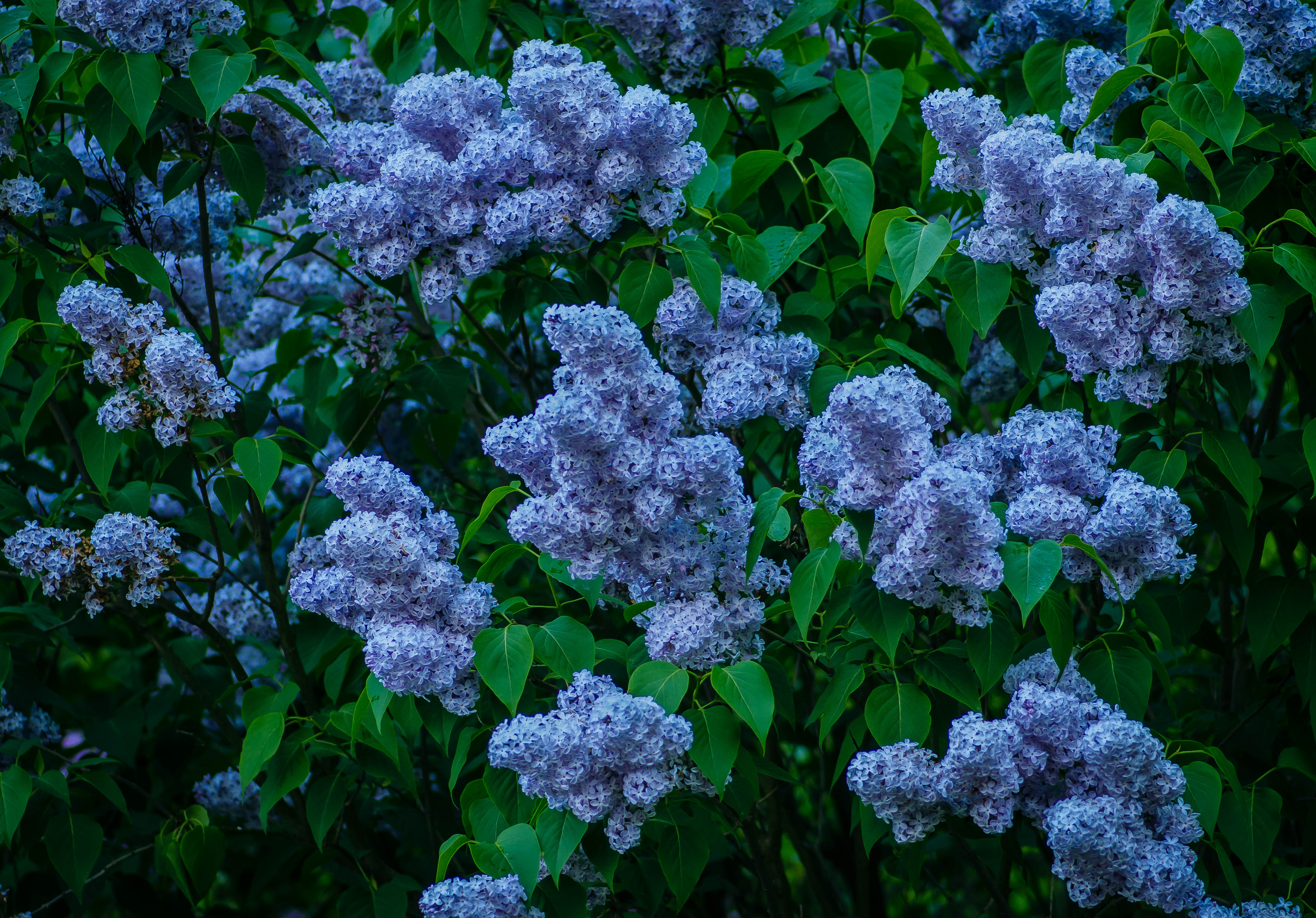 Free download wallpaper Flowers, Lilac, Bush, Flower, Leaf, Earth, Blue Flower on your PC desktop