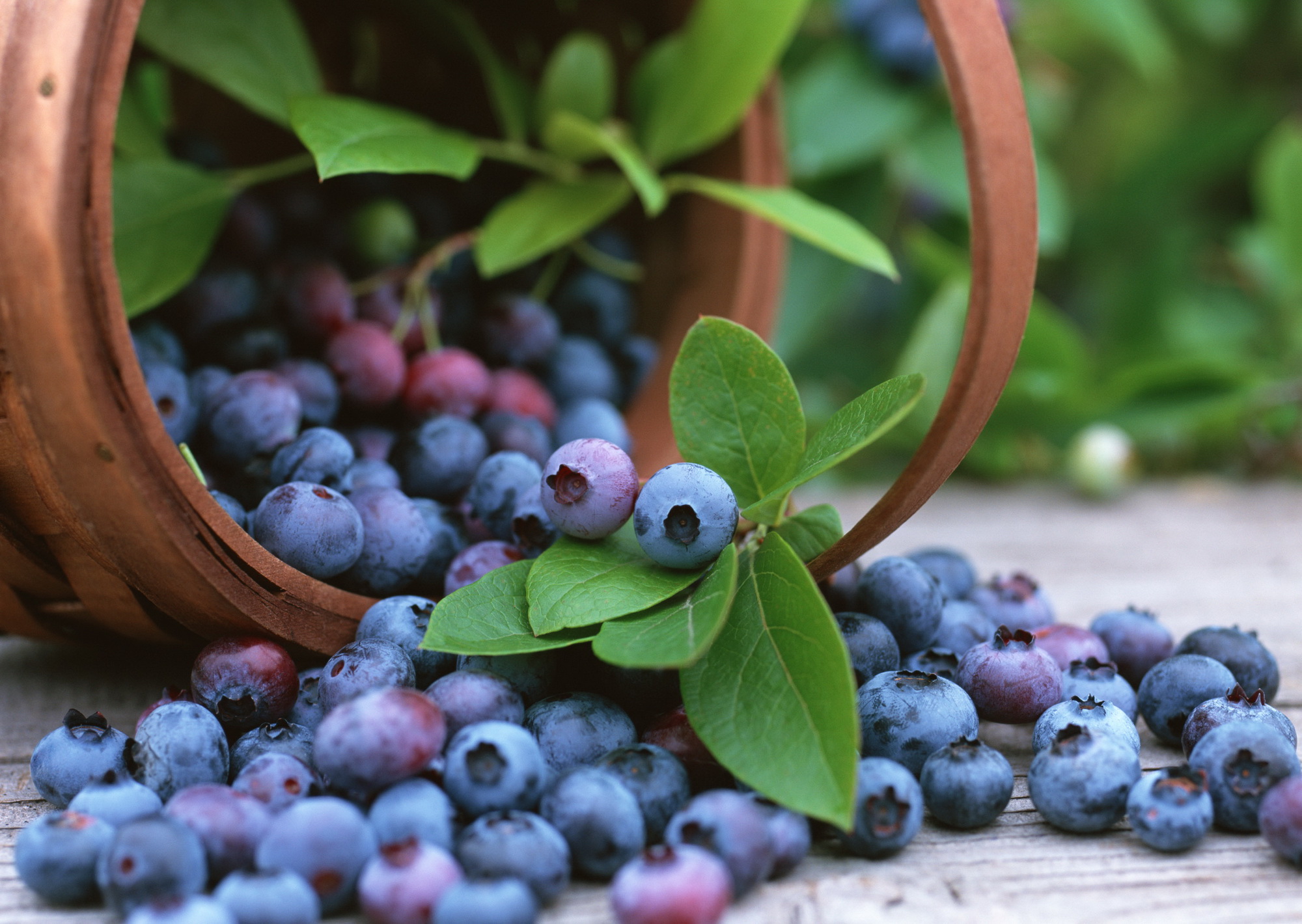 Free download wallpaper Food, Blueberry on your PC desktop