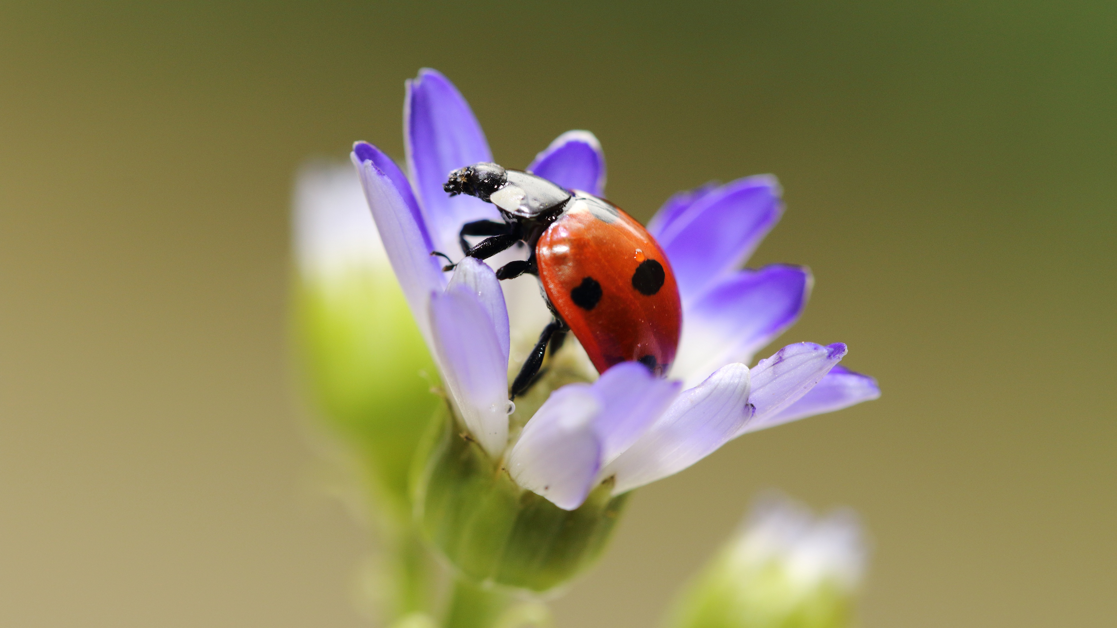 Free download wallpaper Flower, Macro, Insect, Animal, Ladybug on your PC desktop