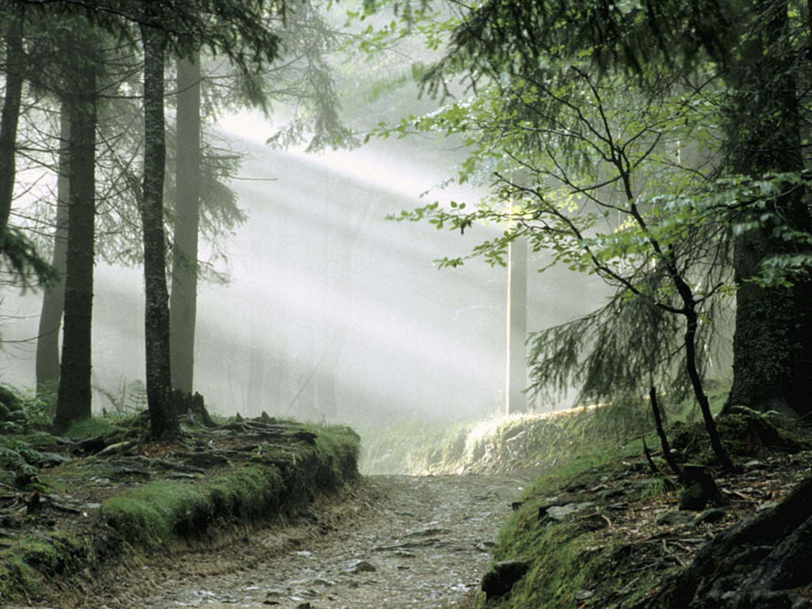 184229 télécharger l'image brouillard, matin, terre/nature, arbre, bois - fonds d'écran et économiseurs d'écran gratuits