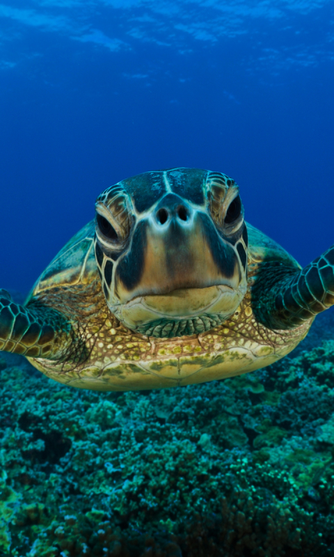 1132336 descargar fondo de pantalla animales, tortuga marina, tortuga, tortugas: protectores de pantalla e imágenes gratis