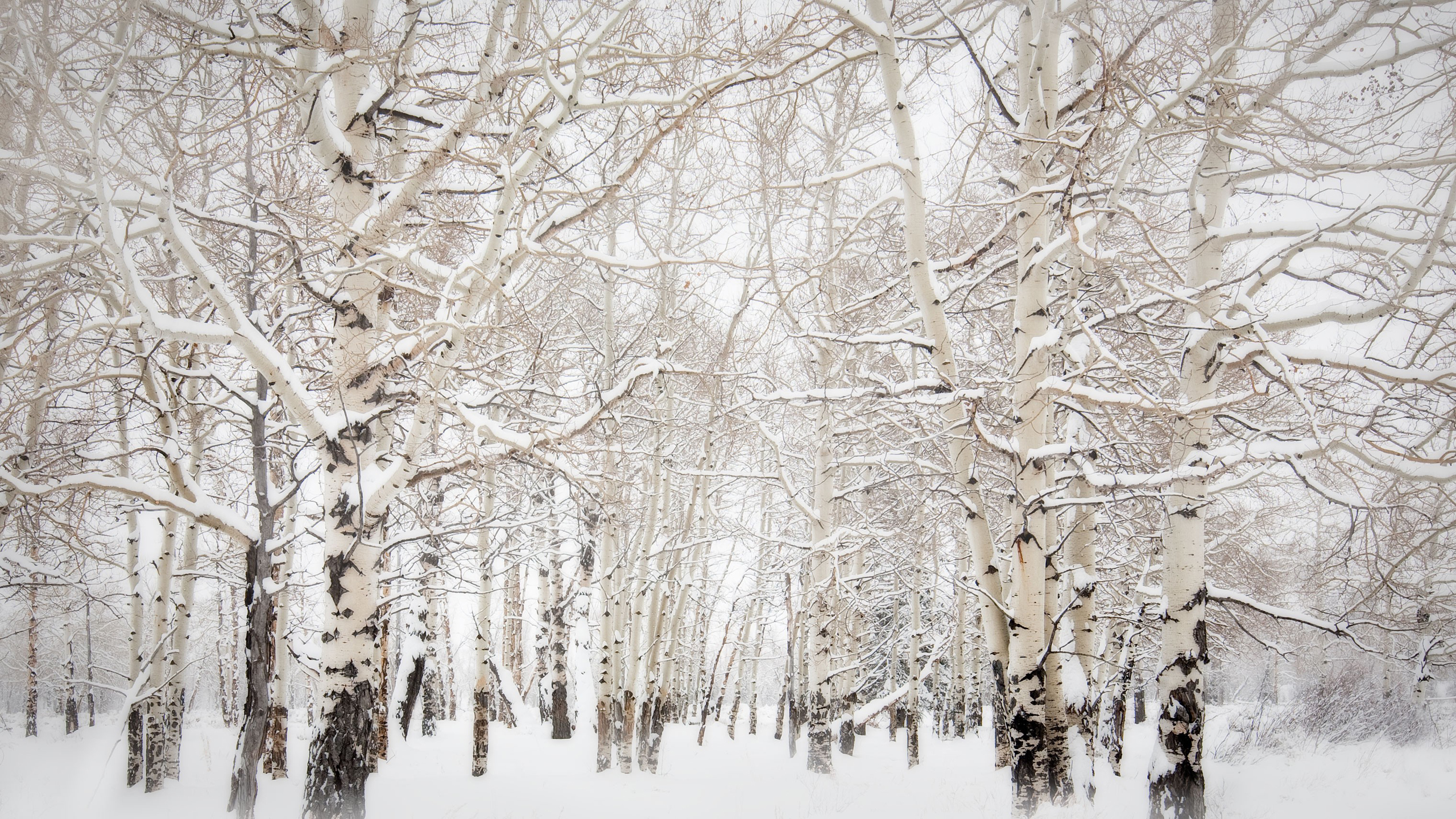 Téléchargez gratuitement l'image Hiver, Terre/nature sur le bureau de votre PC