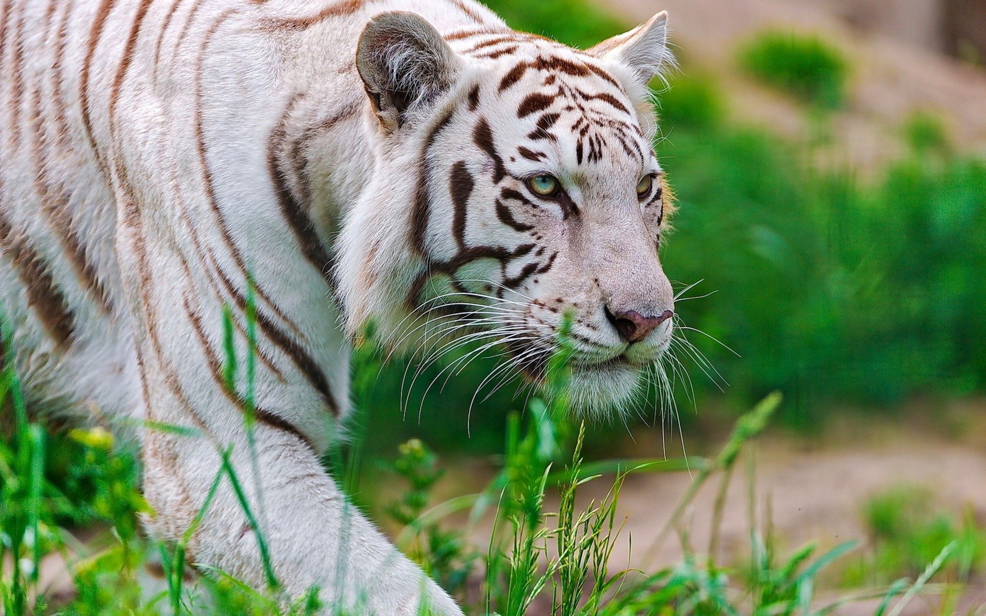 white, striped, animals, big cat, tiger 32K