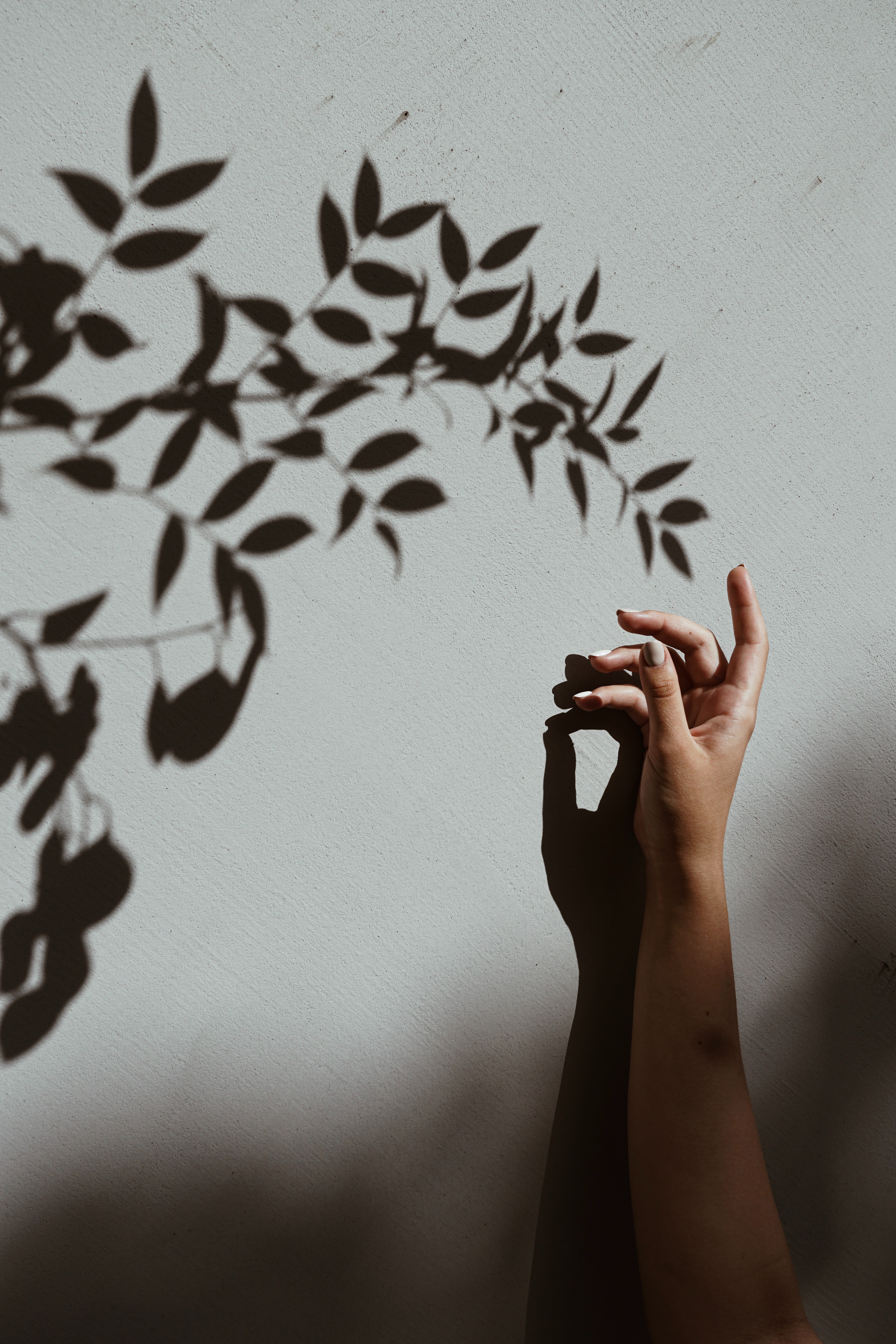 Download mobile wallpaper Miscellanea, Branch, Miscellaneous, Shadow, Hand, Wall for free.