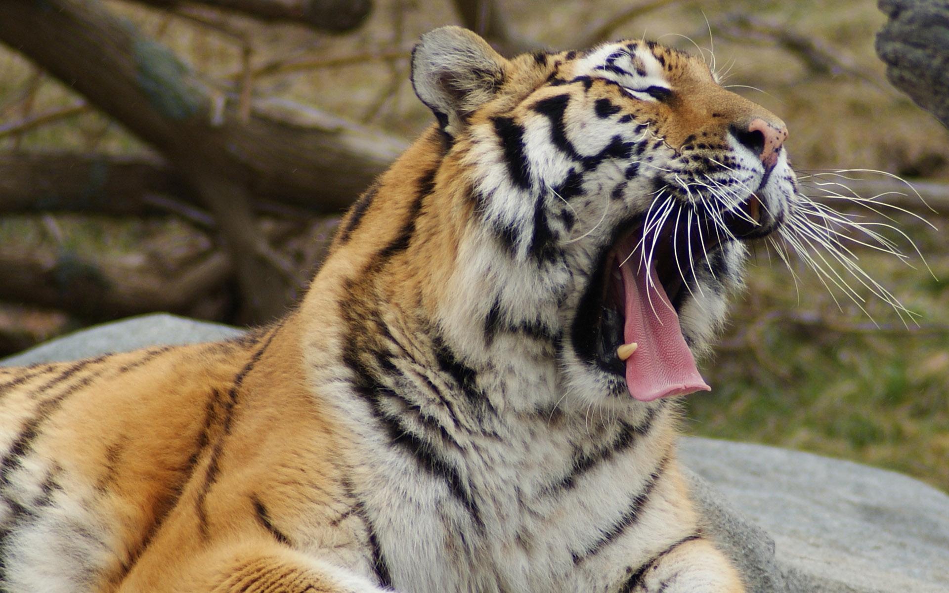 Laden Sie das Katzen, Tiere, Tiger-Bild kostenlos auf Ihren PC-Desktop herunter