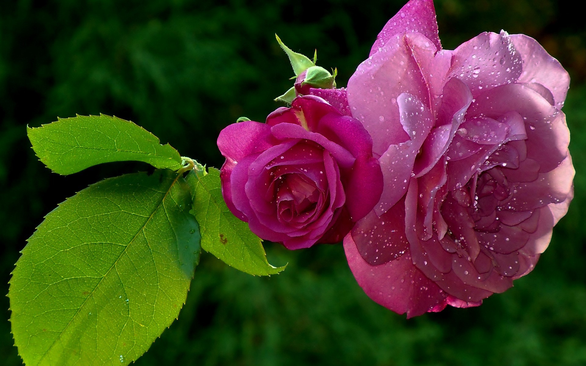 Скачать обои бесплатно Розы, Растения, Цветы картинка на рабочий стол ПК