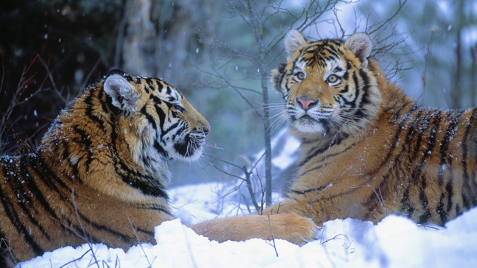 Descarga gratuita de fondo de pantalla para móvil de Gatos, Animales, Tigre.