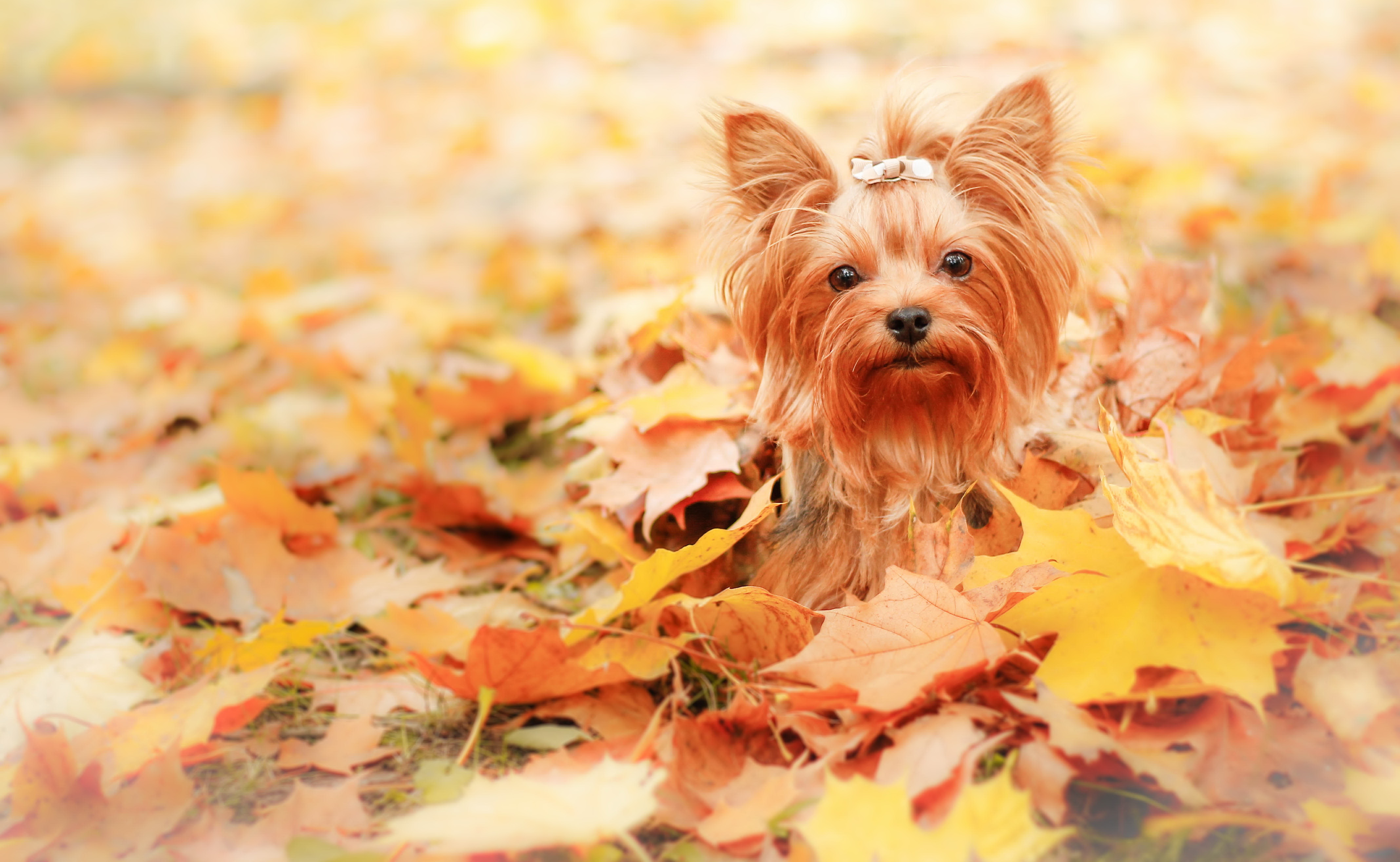 388501画像をダウンロード動物, ヨークシャーテリア, 犬, 秋, 葉-壁紙とスクリーンセーバーを無料で