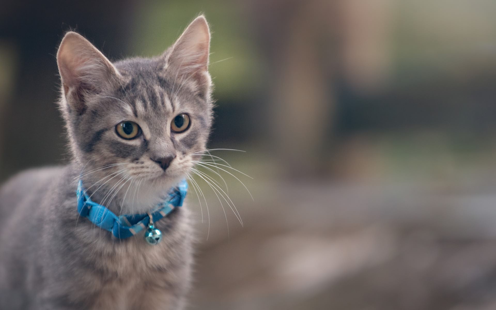 341378 économiseurs d'écran et fonds d'écran Chats sur votre téléphone. Téléchargez  images gratuitement