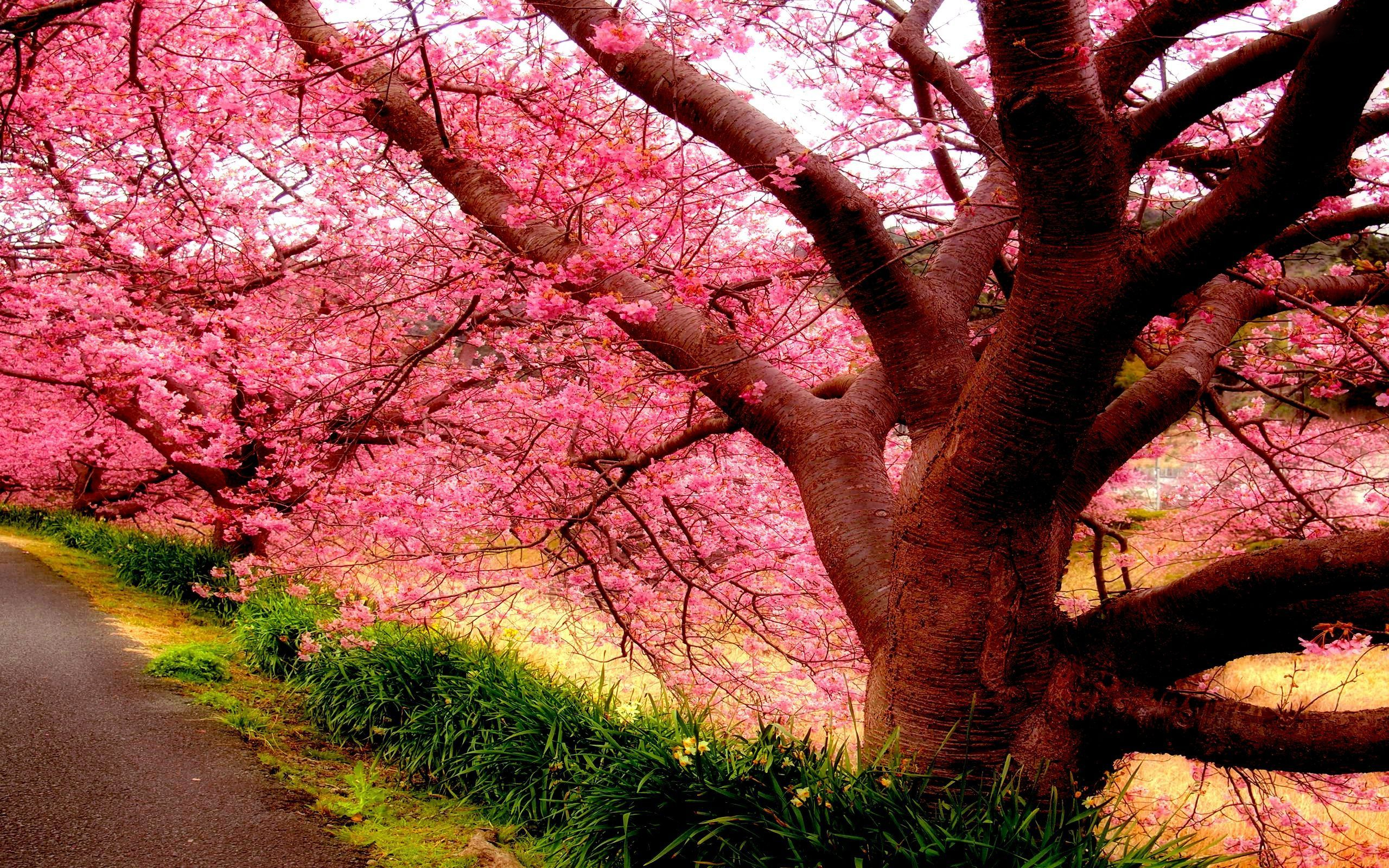 Скачать обои бесплатно Сакура, Цветок, Дерево, Цветущие, Земля/природа, Розовый Цветок картинка на рабочий стол ПК