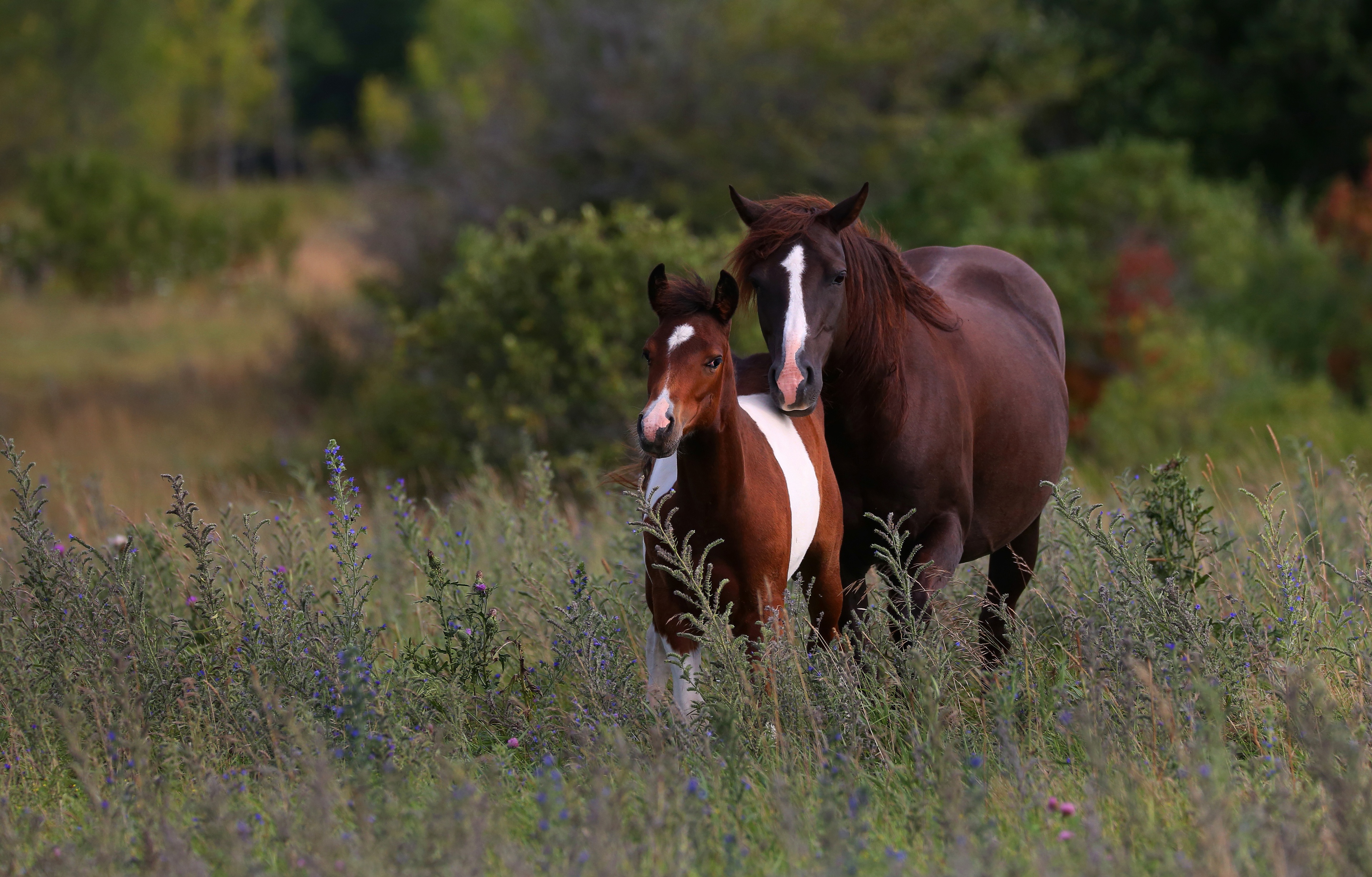 927586 descargar imagen animales, caballo, potro: fondos de pantalla y protectores de pantalla gratis