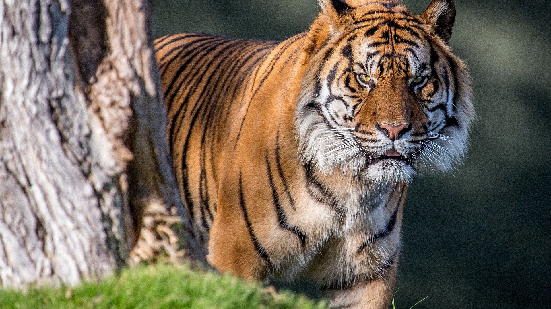 Téléchargez gratuitement l'image Animaux, Chats, Tigre sur le bureau de votre PC