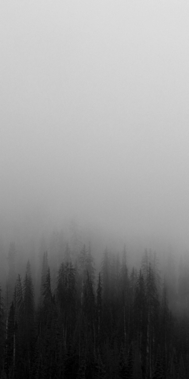 Скачать картинку Лес, Туман, Черный, Чёрный, Земля/природа в телефон бесплатно.