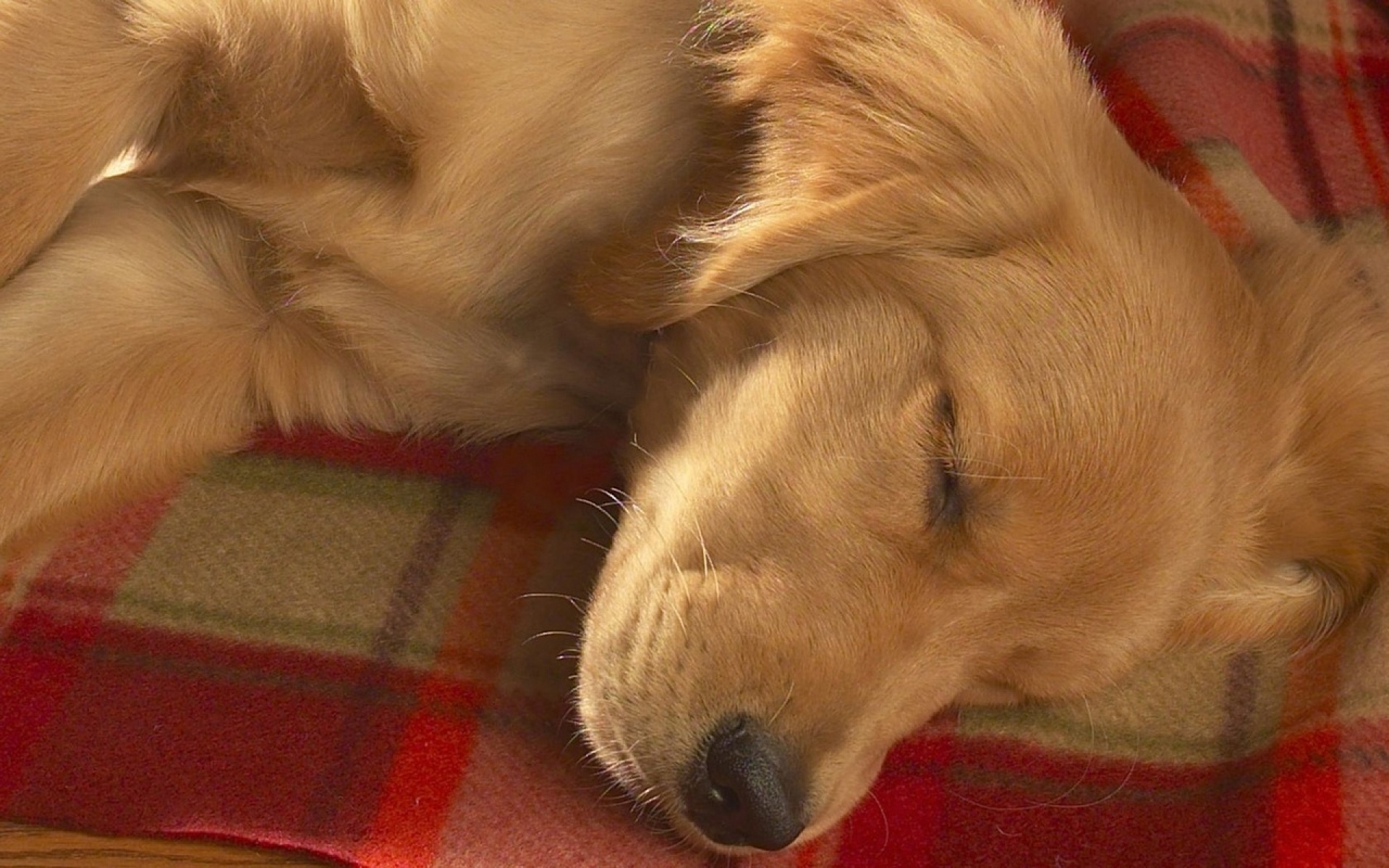 Téléchargez des papiers peints mobile Chiens, Chien, Animaux gratuitement.