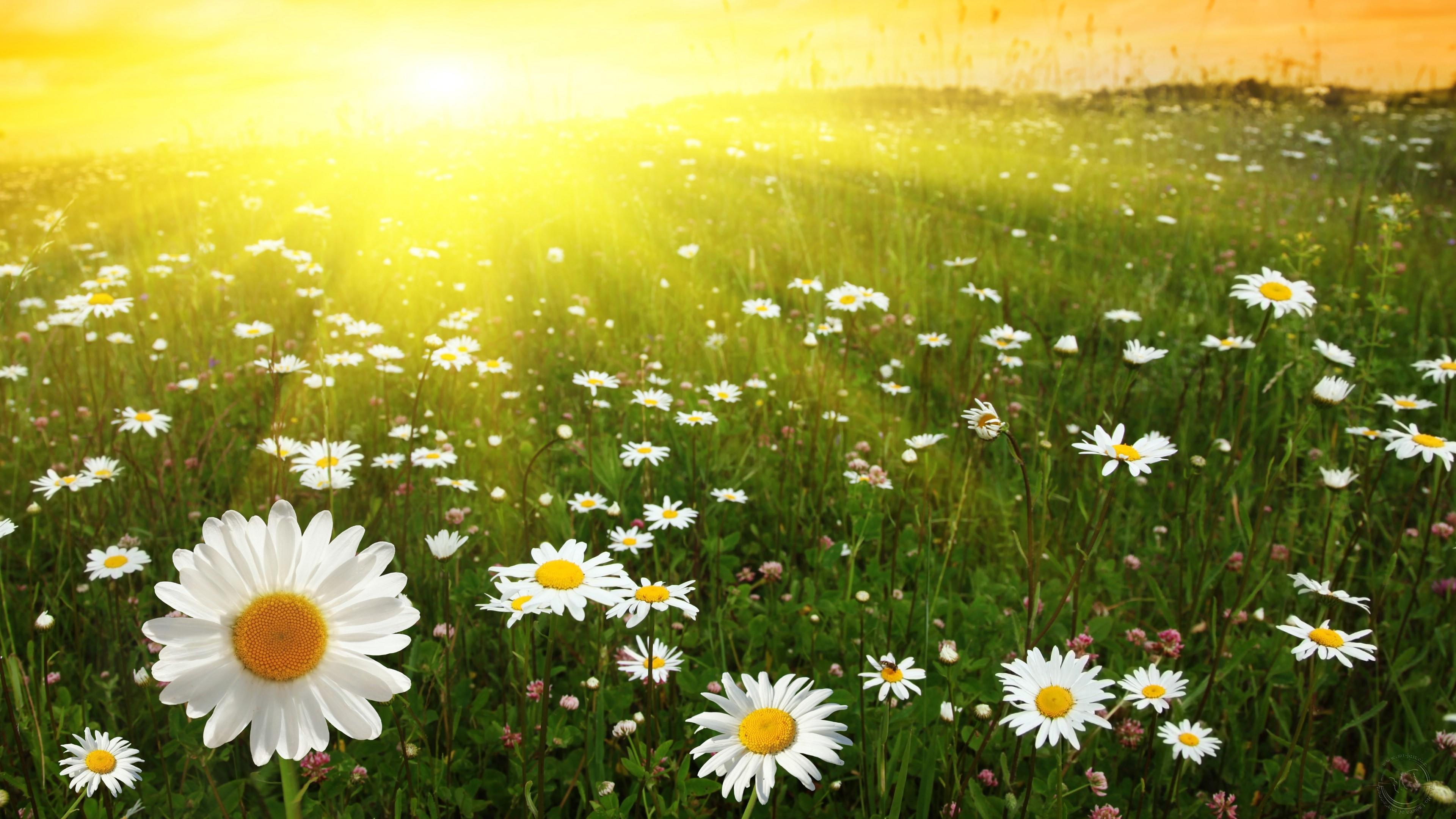 Free download wallpaper Flowers, Flower, Earth, Daisy, White Flower, Sunshine on your PC desktop