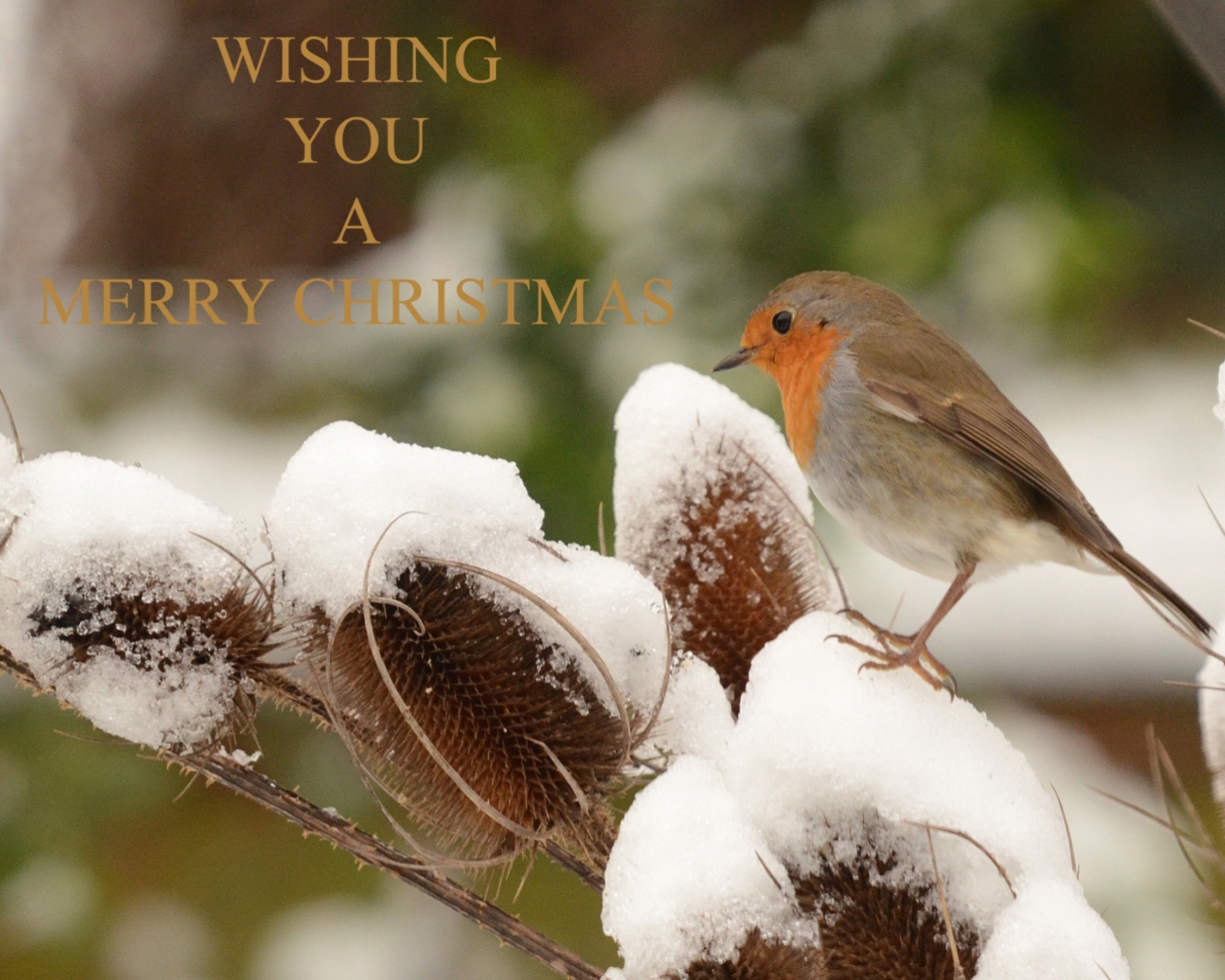 holiday, christmas, bird, european robin, merry christmas