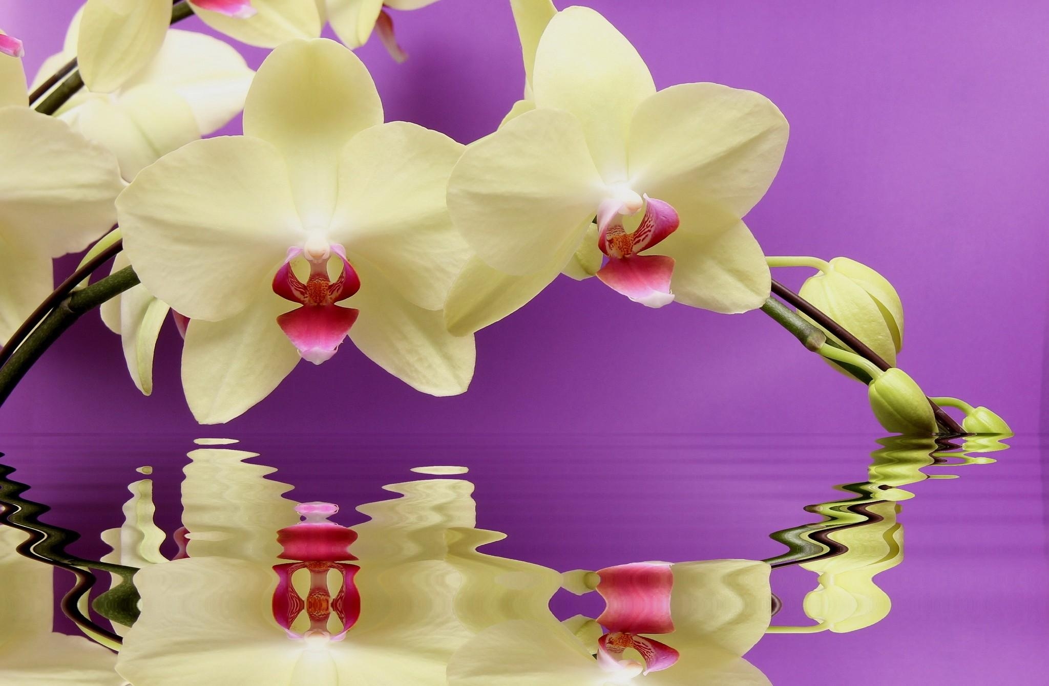 Скачать обои бесплатно Орхидея, Отражение, Вода, Ветка, Цветы картинка на рабочий стол ПК