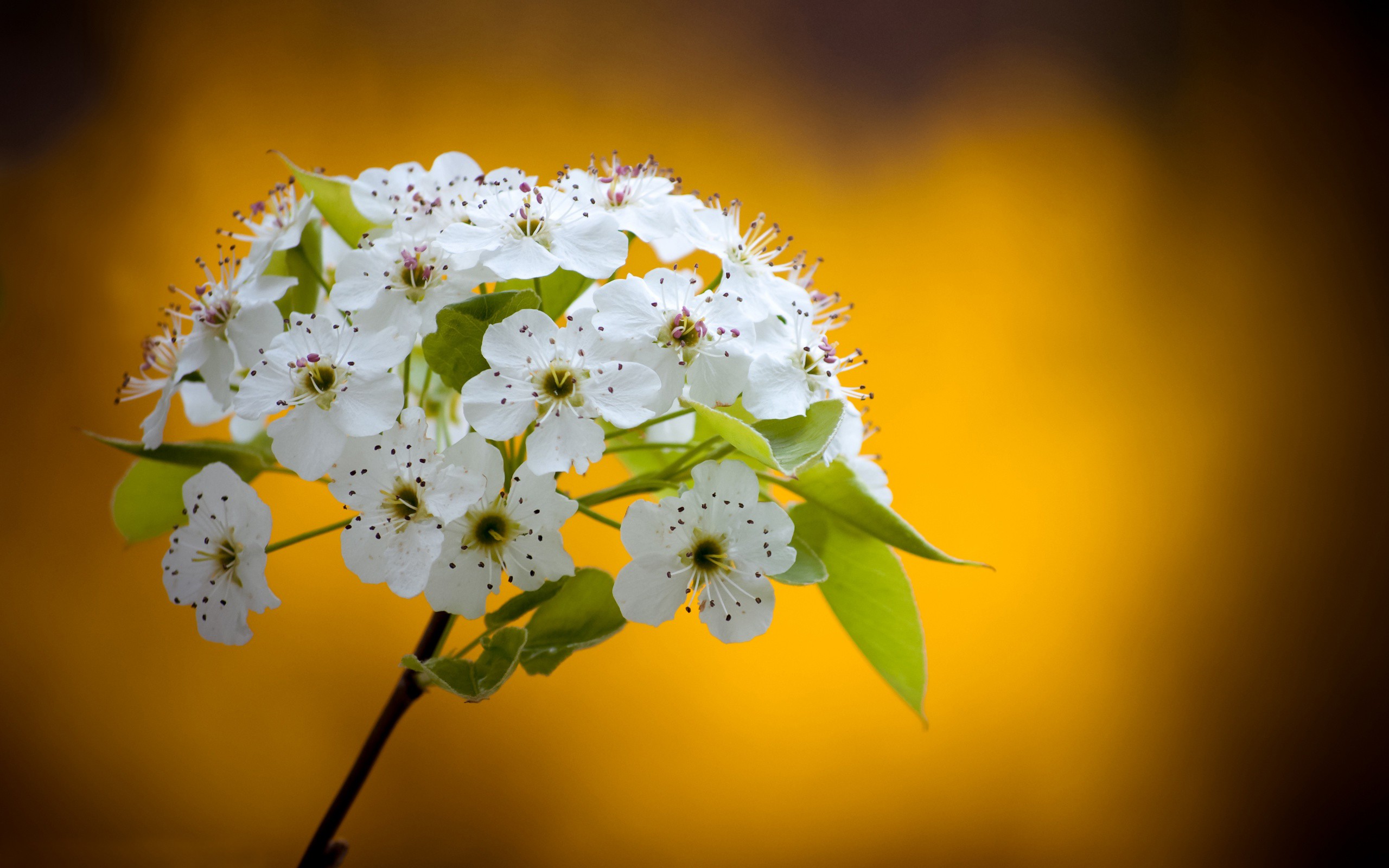 Free download wallpaper Flowers, Flower, Earth on your PC desktop