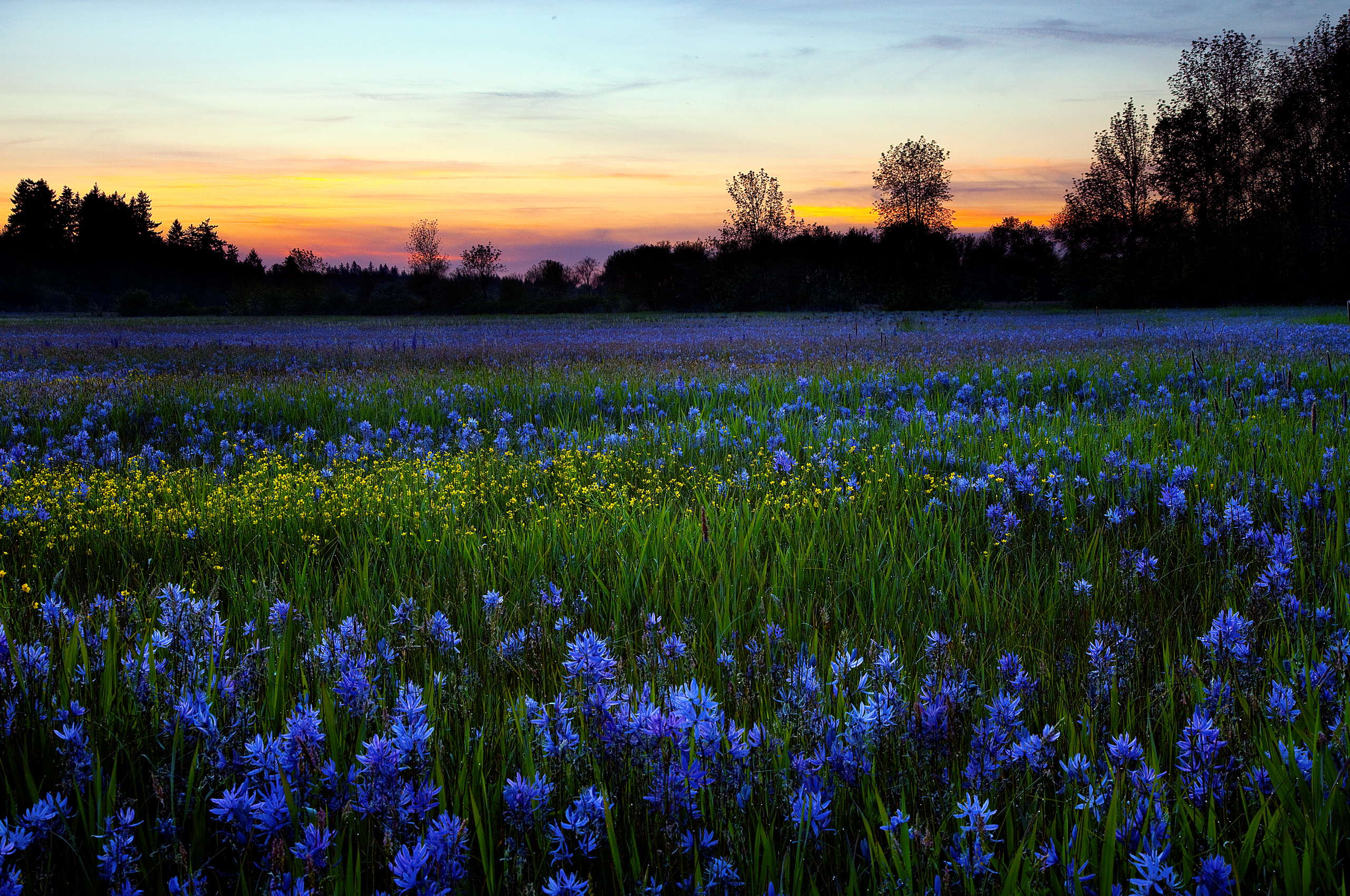 Download mobile wallpaper Landscape, Sunset, Grass, Flower, Earth, Field, Spring, Blue Flower for free.