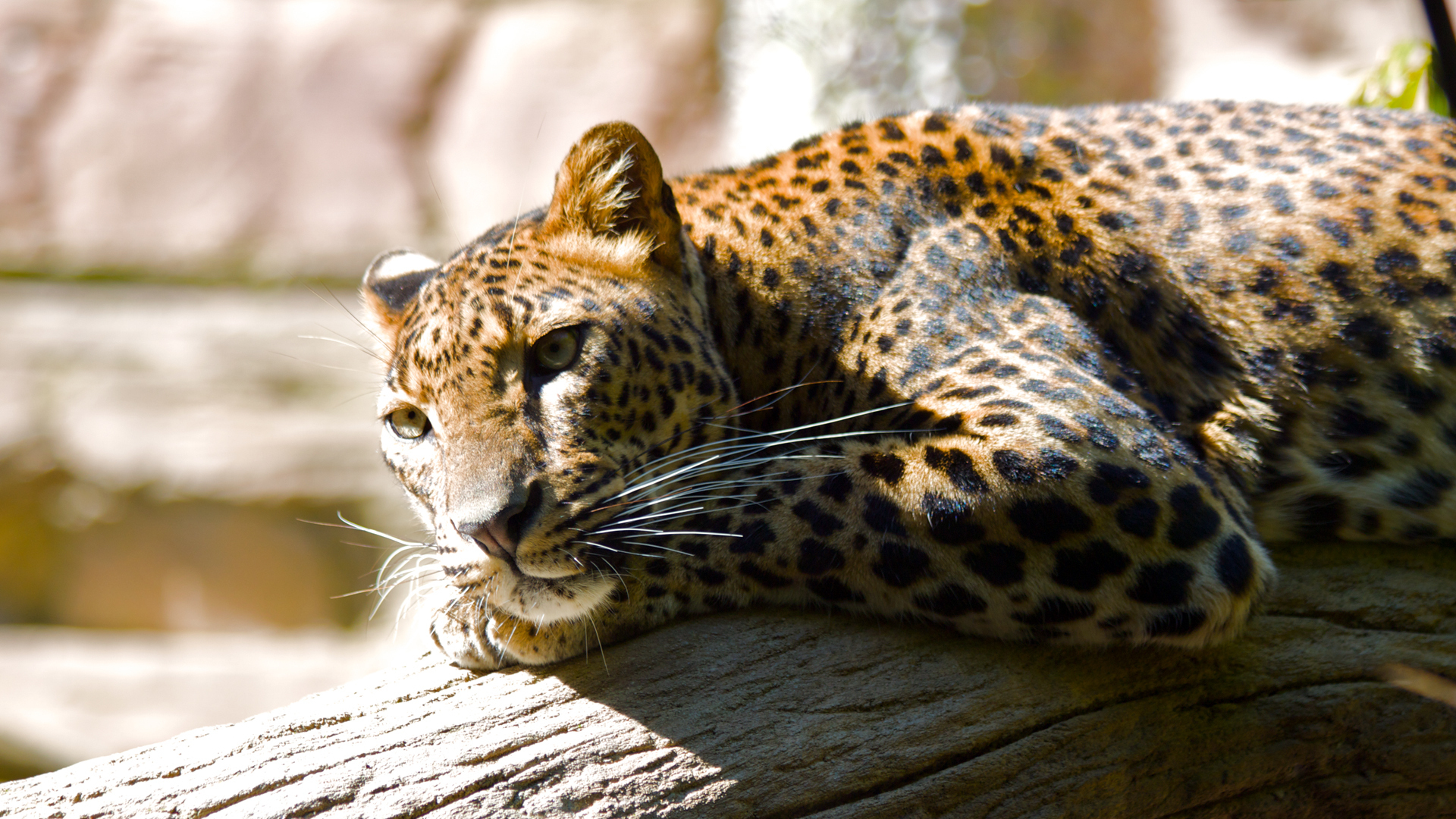 Download mobile wallpaper Leopard, Cats, Animal for free.