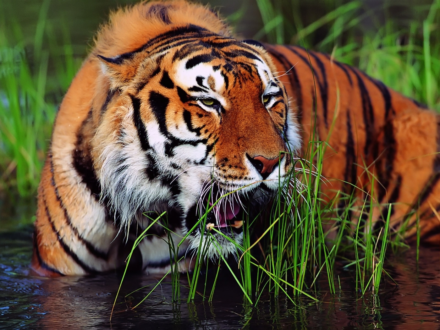 animals, tigers