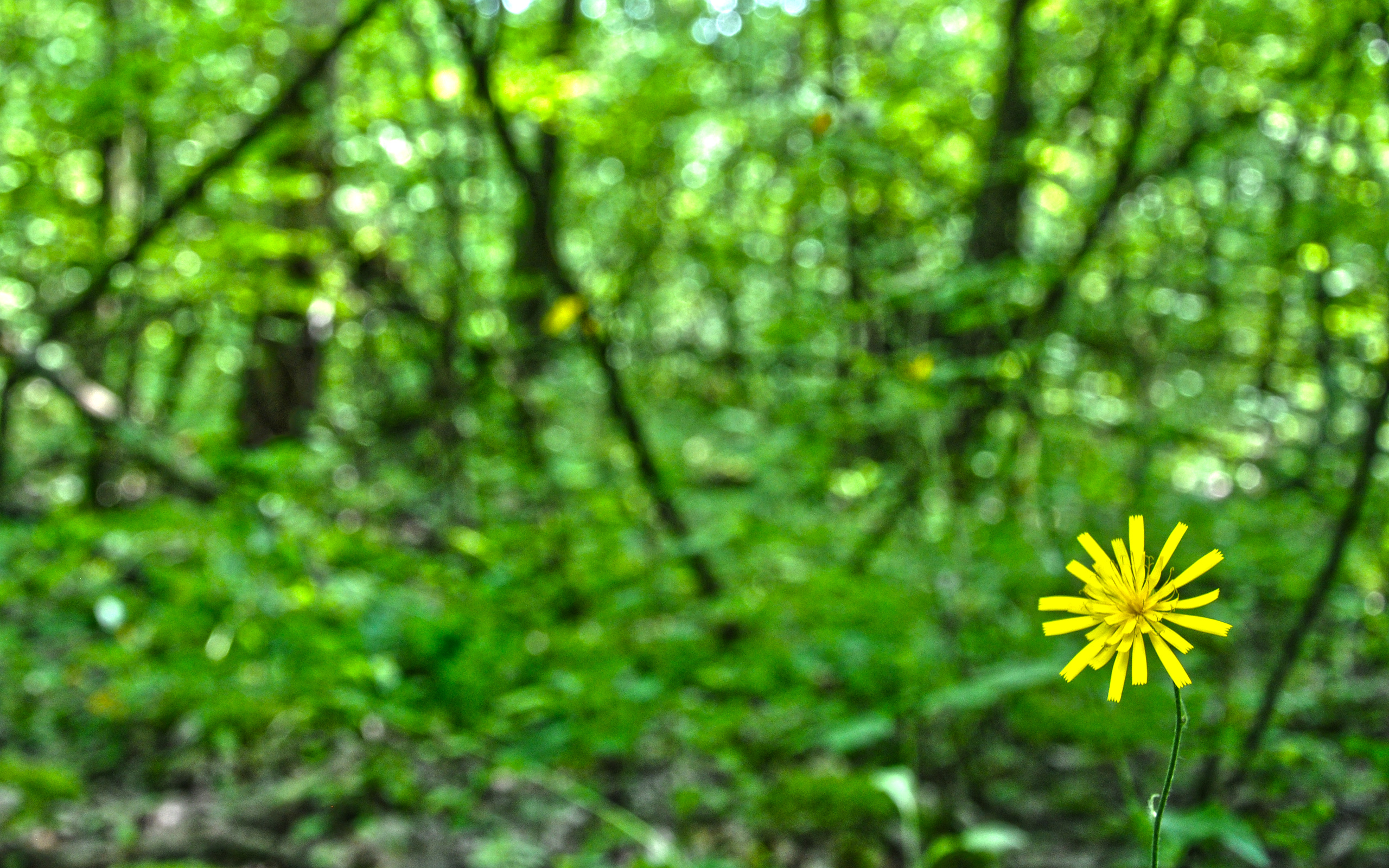 Descarga gratuita de fondo de pantalla para móvil de Flores, Flor, Tierra/naturaleza.