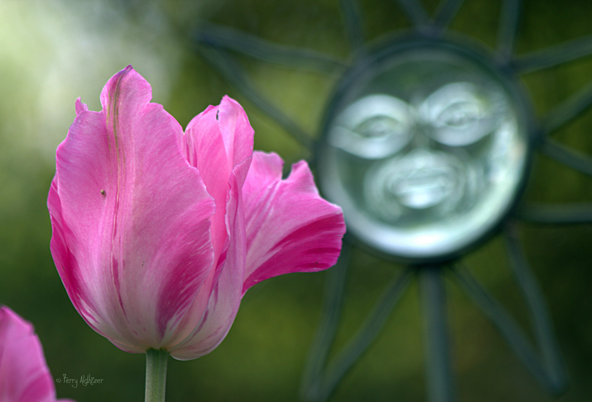 Handy-Wallpaper Blumen, Blume, Tulpe, Erde/natur, Pinke Blume kostenlos herunterladen.