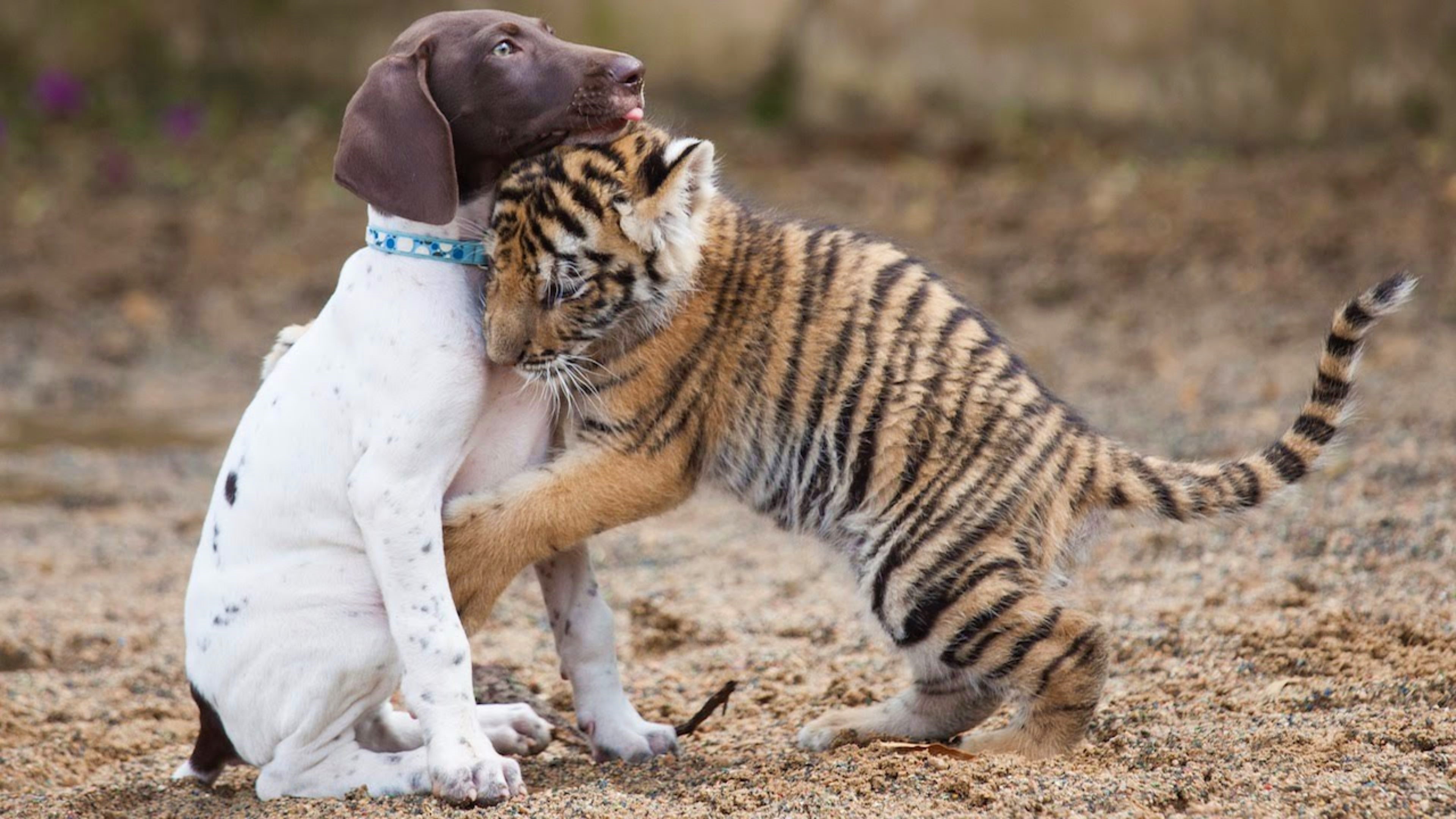 Free download wallpaper Love, Dog, Tiger, Animal, Cute, Hug, Baby Animal on your PC desktop
