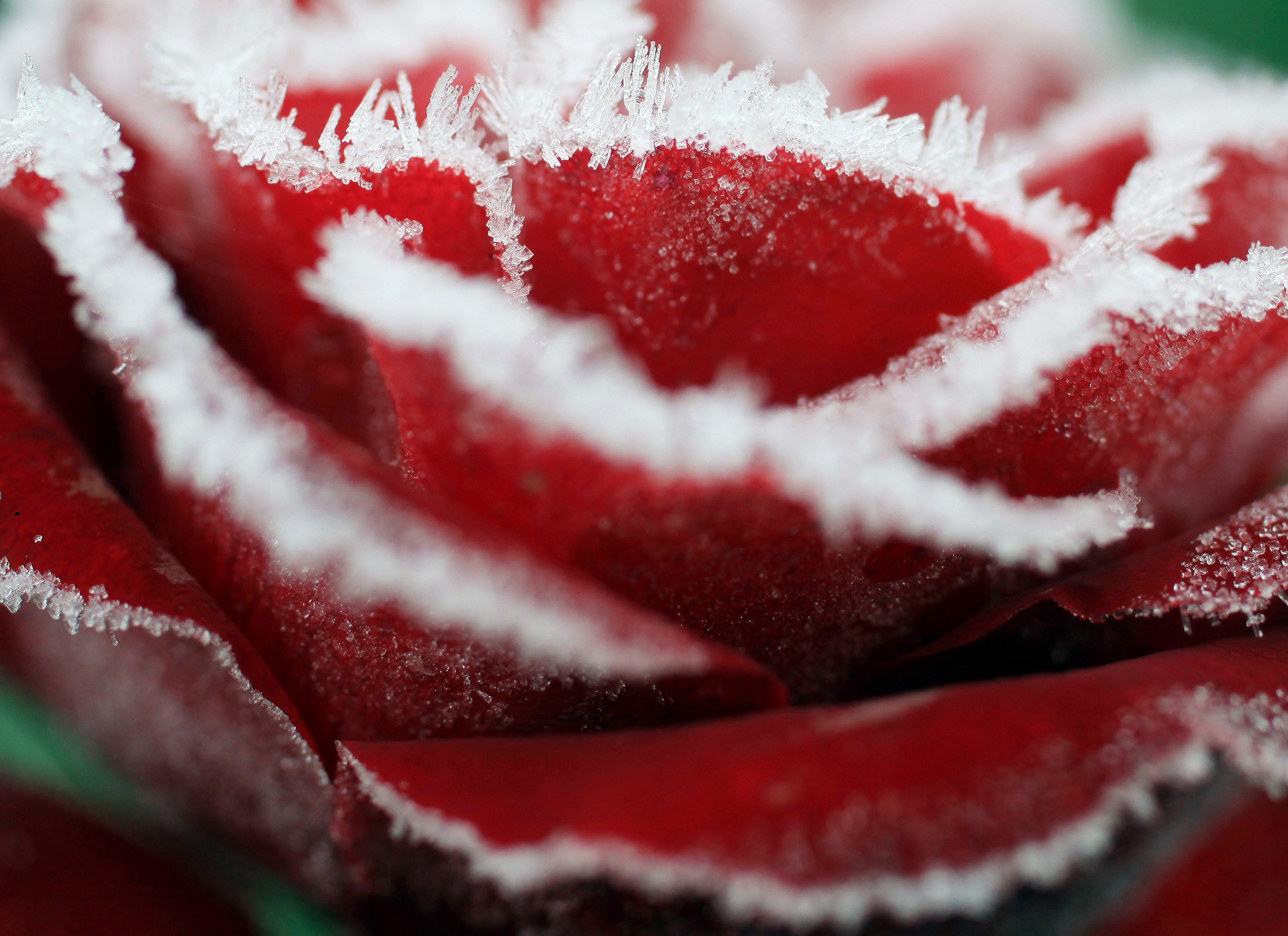 Baixar papel de parede para celular de Flores, Rosa, Flor, Terra/natureza, Frozen Uma Aventura Congelante gratuito.