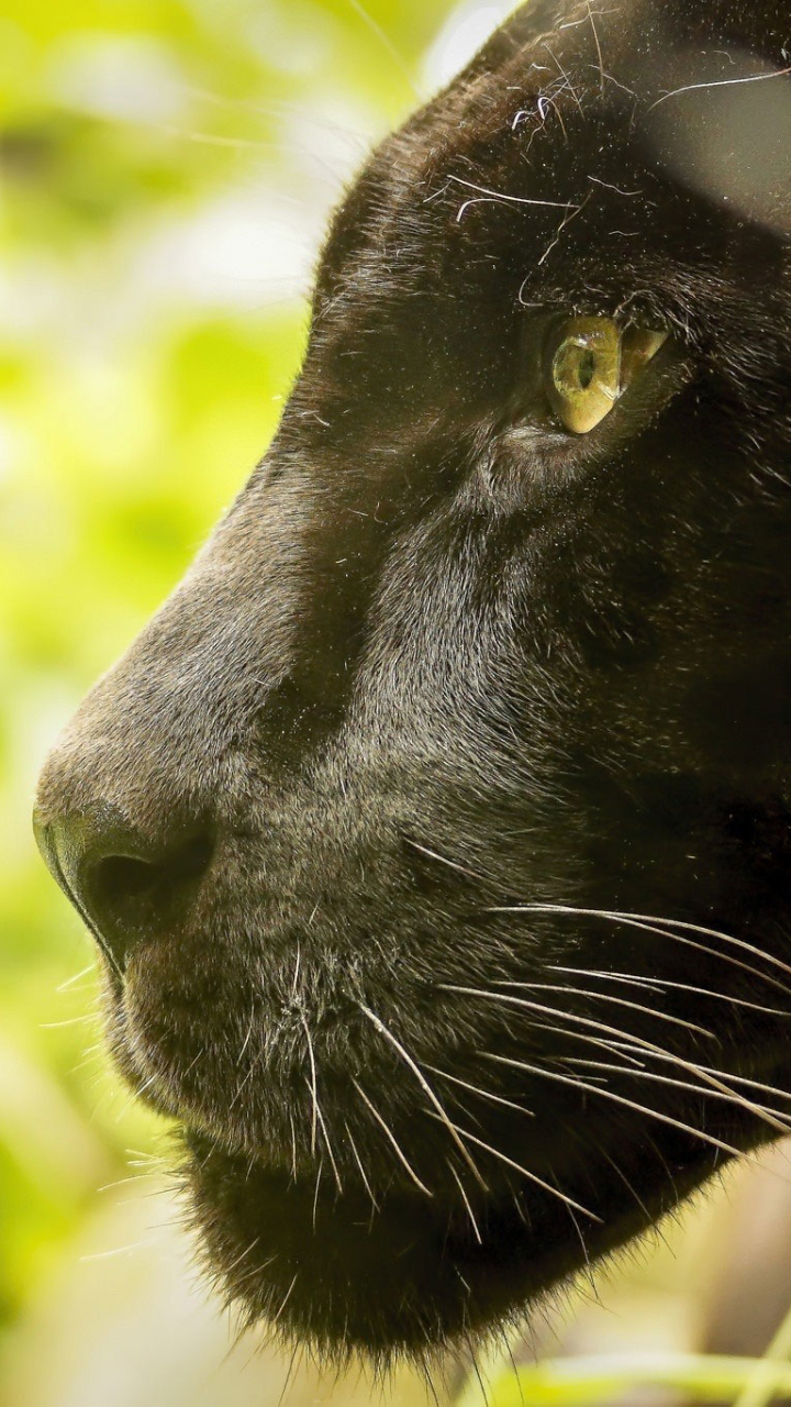 Скачать картинку Животные, Кошки, Черная Пантера в телефон бесплатно.