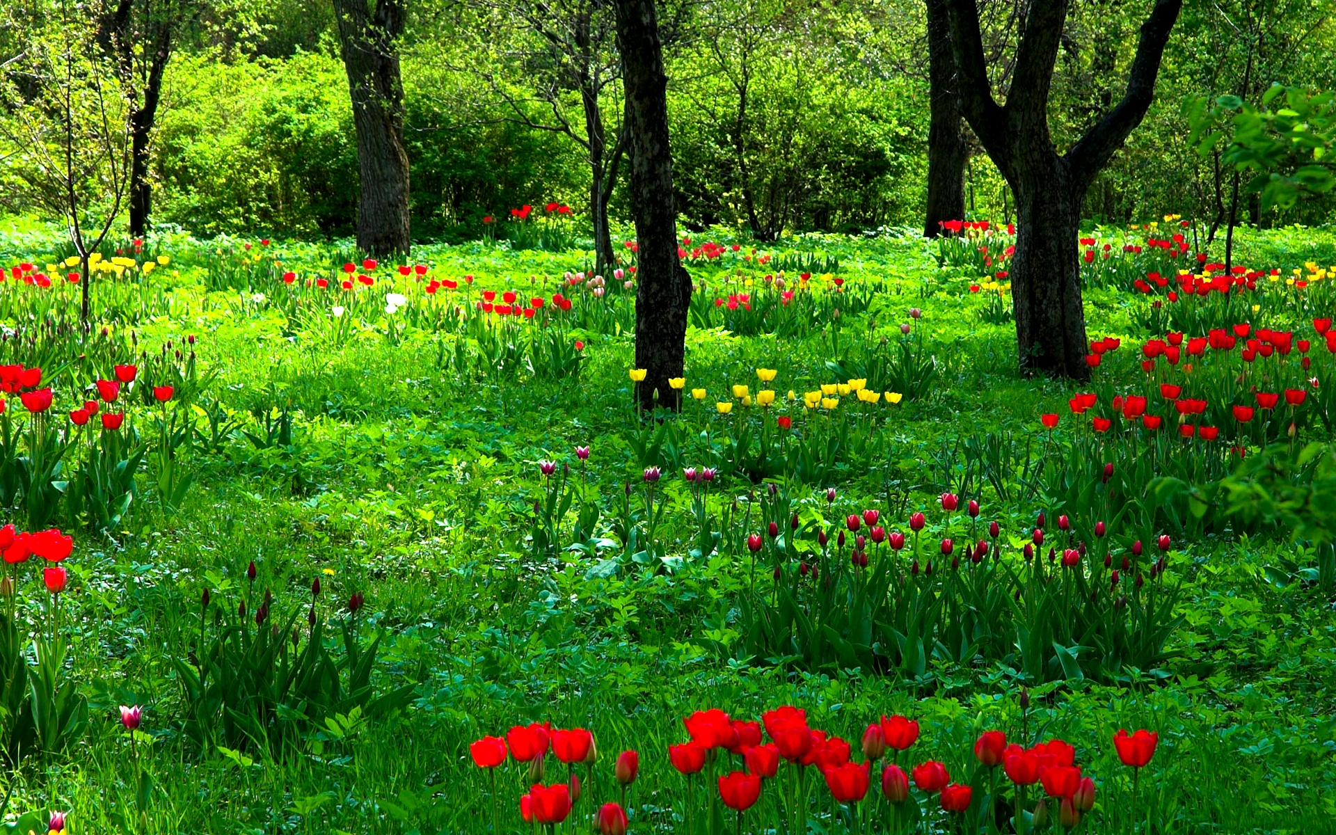 Baixe gratuitamente a imagem Flor, Terra/natureza na área de trabalho do seu PC