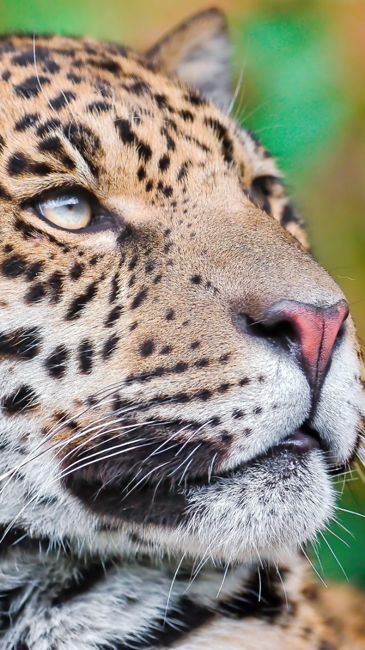 Descarga gratuita de fondo de pantalla para móvil de Animales, Gatos, Leopardo.