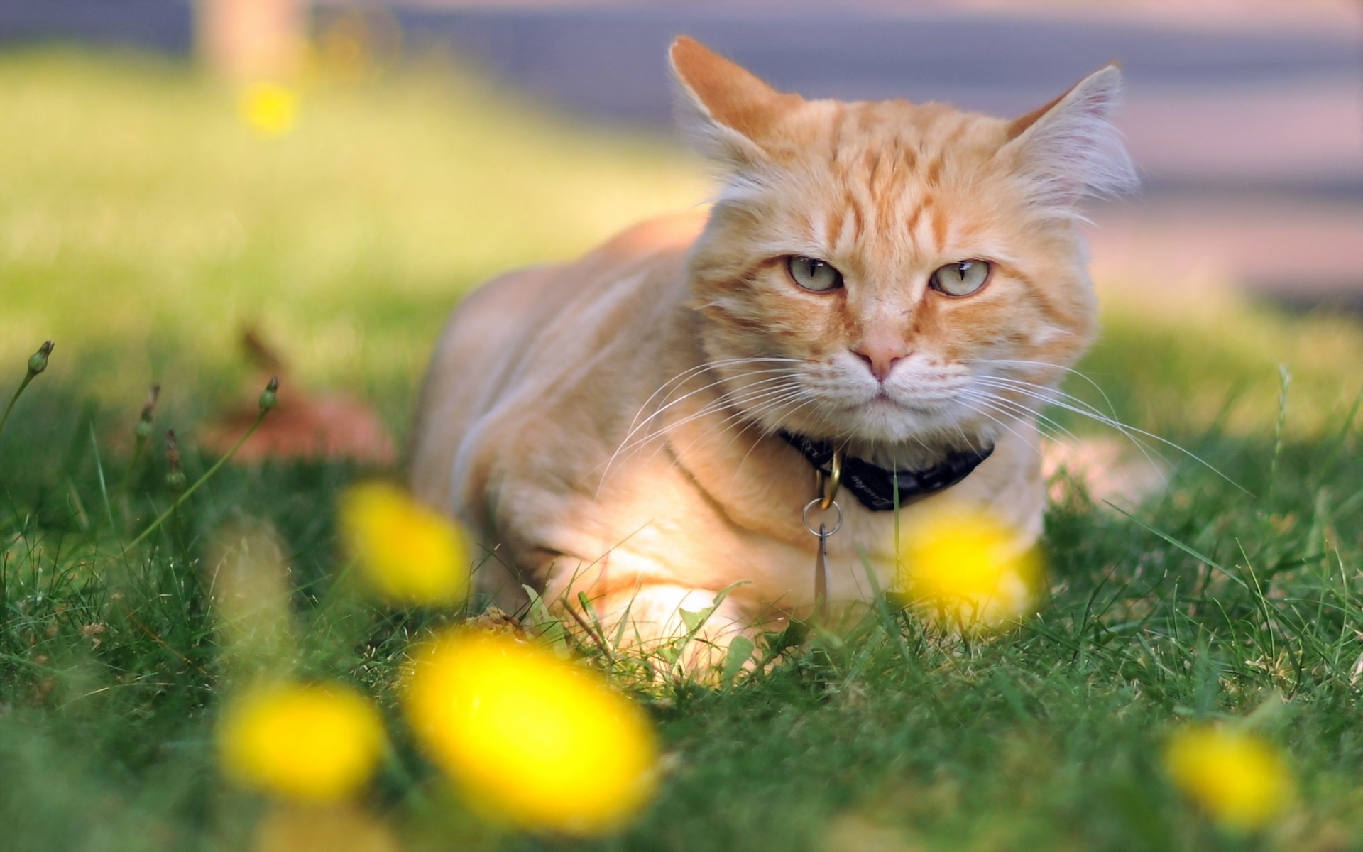 Handy-Wallpaper Katze, Katzen, Tiere kostenlos herunterladen.