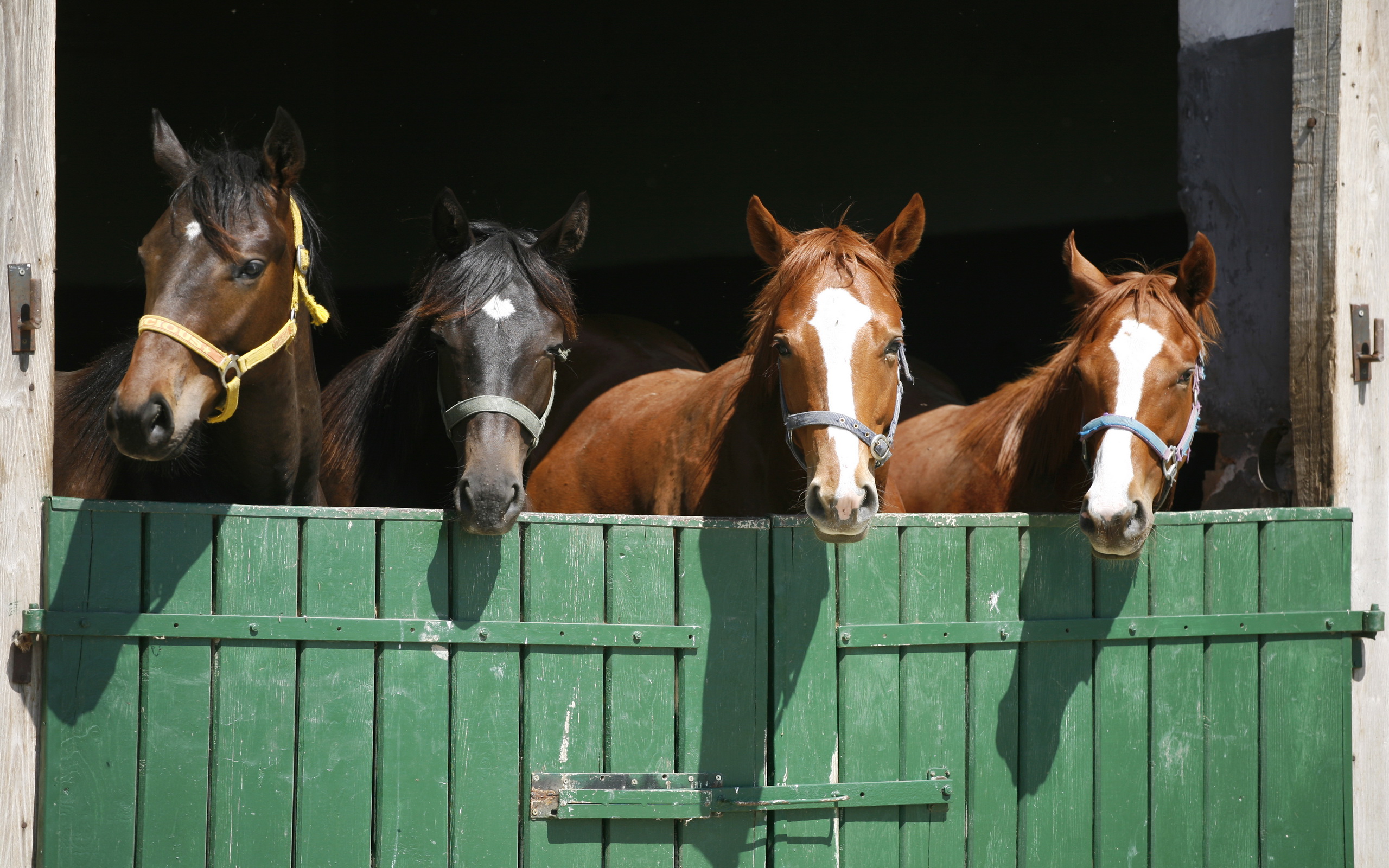 Descarga gratuita de fondo de pantalla para móvil de Animales, Caballo.