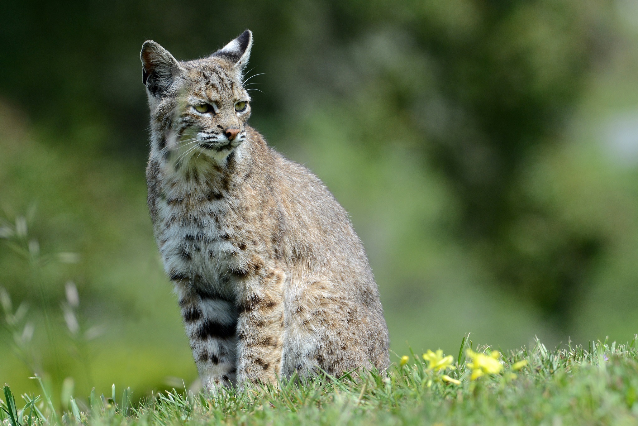 Free download wallpaper Cats, Animal, Lynx, Depth Of Field on your PC desktop