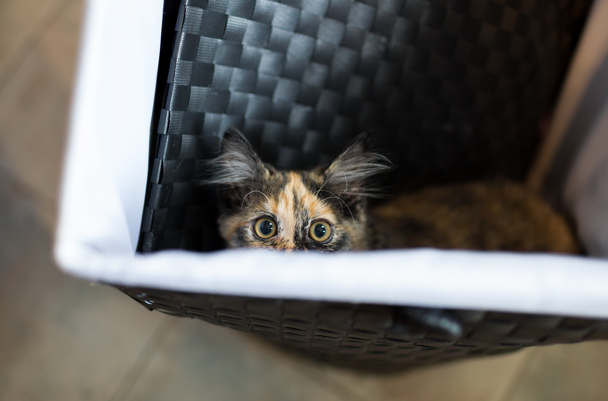 Téléchargez gratuitement l'image Animaux, Chats, Chat sur le bureau de votre PC