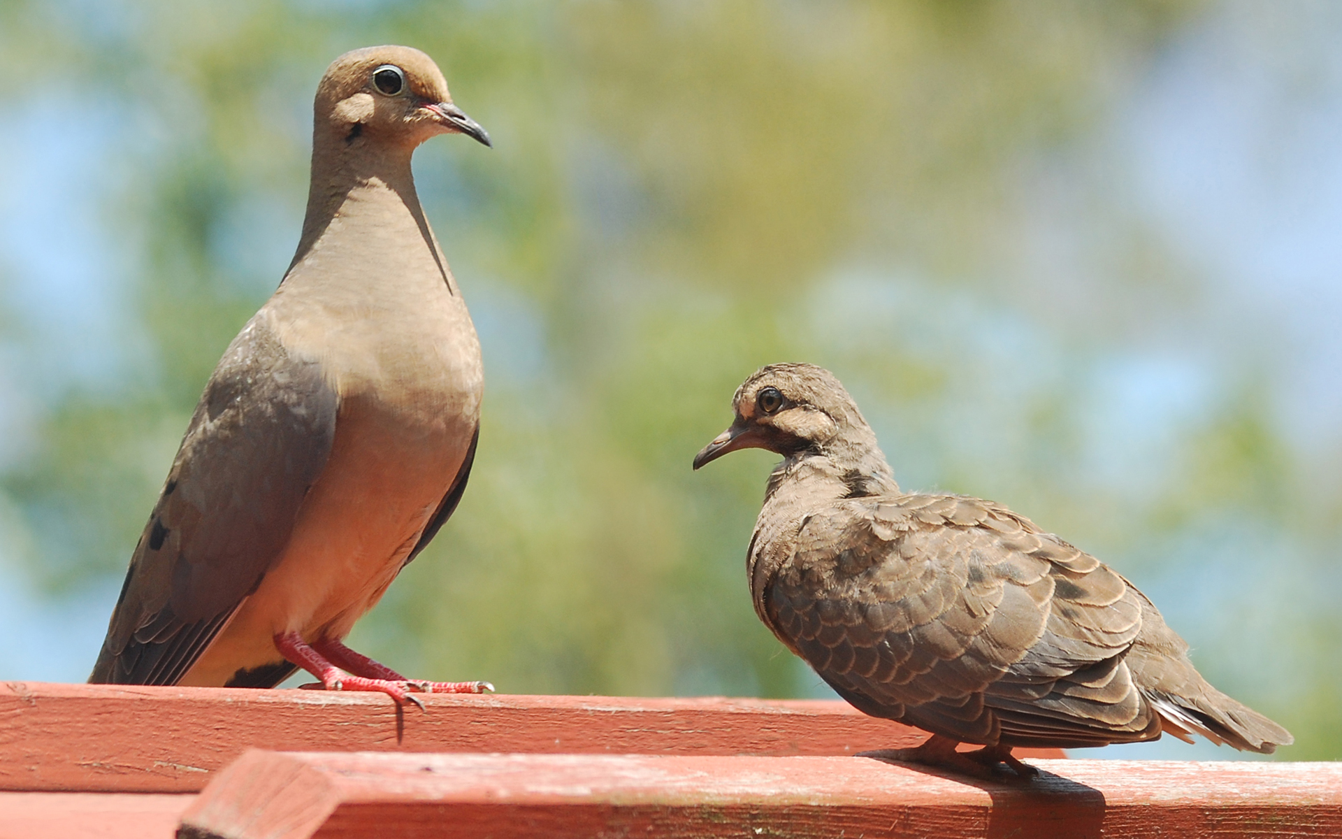 Free download wallpaper Birds, Bird, Animal, Dove on your PC desktop