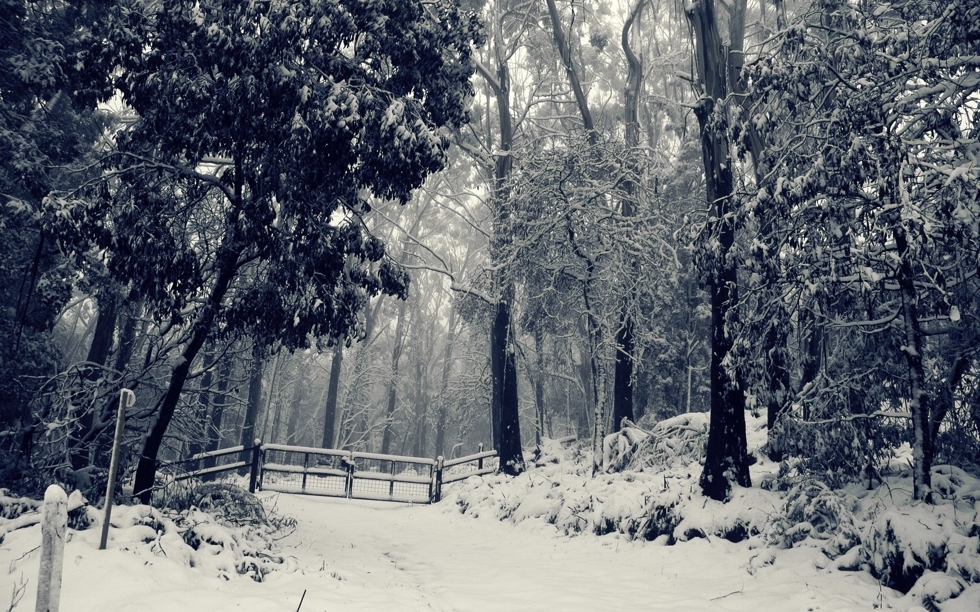 Descarga gratuita de fondo de pantalla para móvil de Invierno, Nieve, Árbol, Cerca, Fotografía.