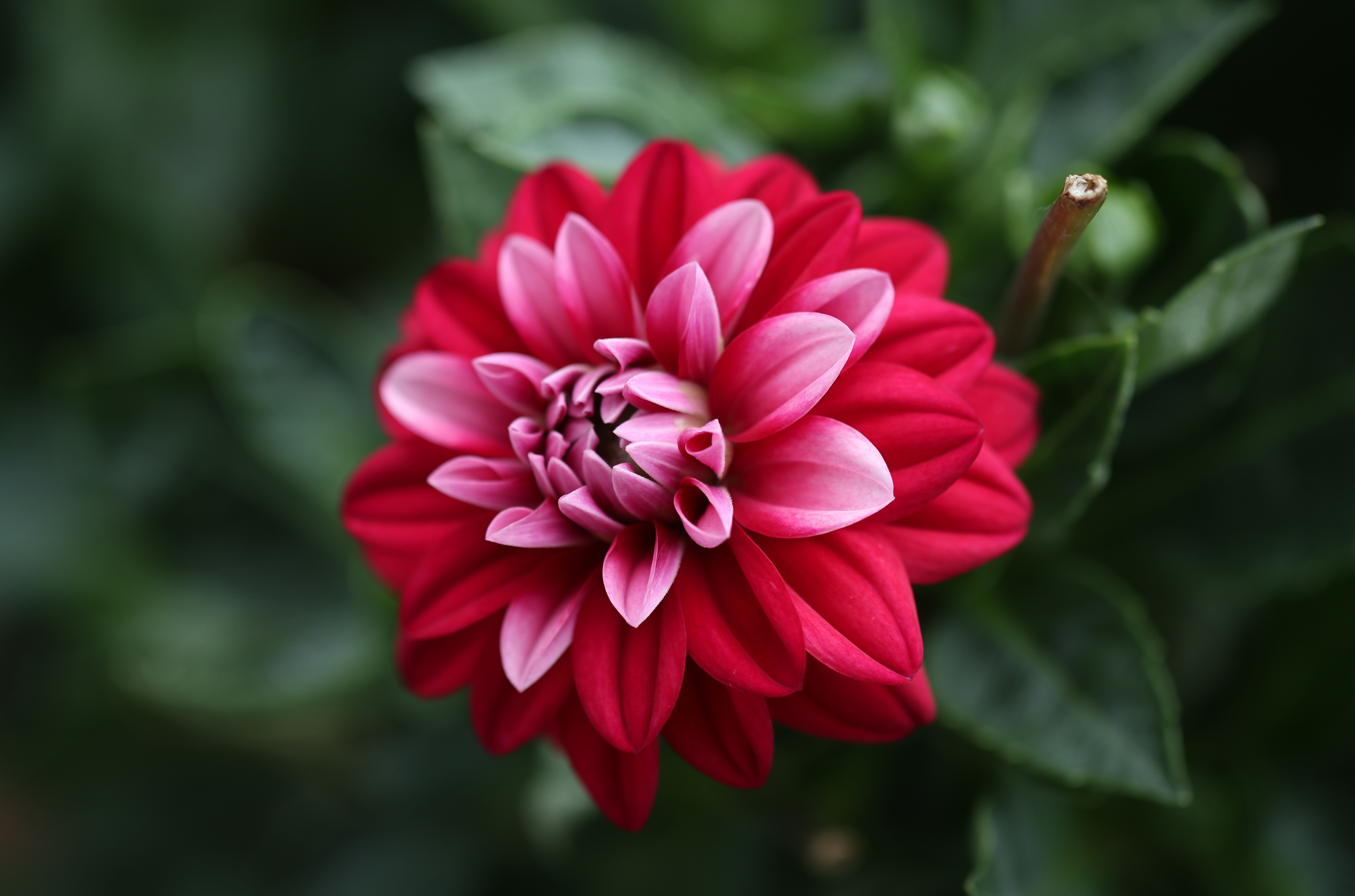 Free download wallpaper Flowers, Flower, Close Up, Earth, Petal, Dahlia on your PC desktop
