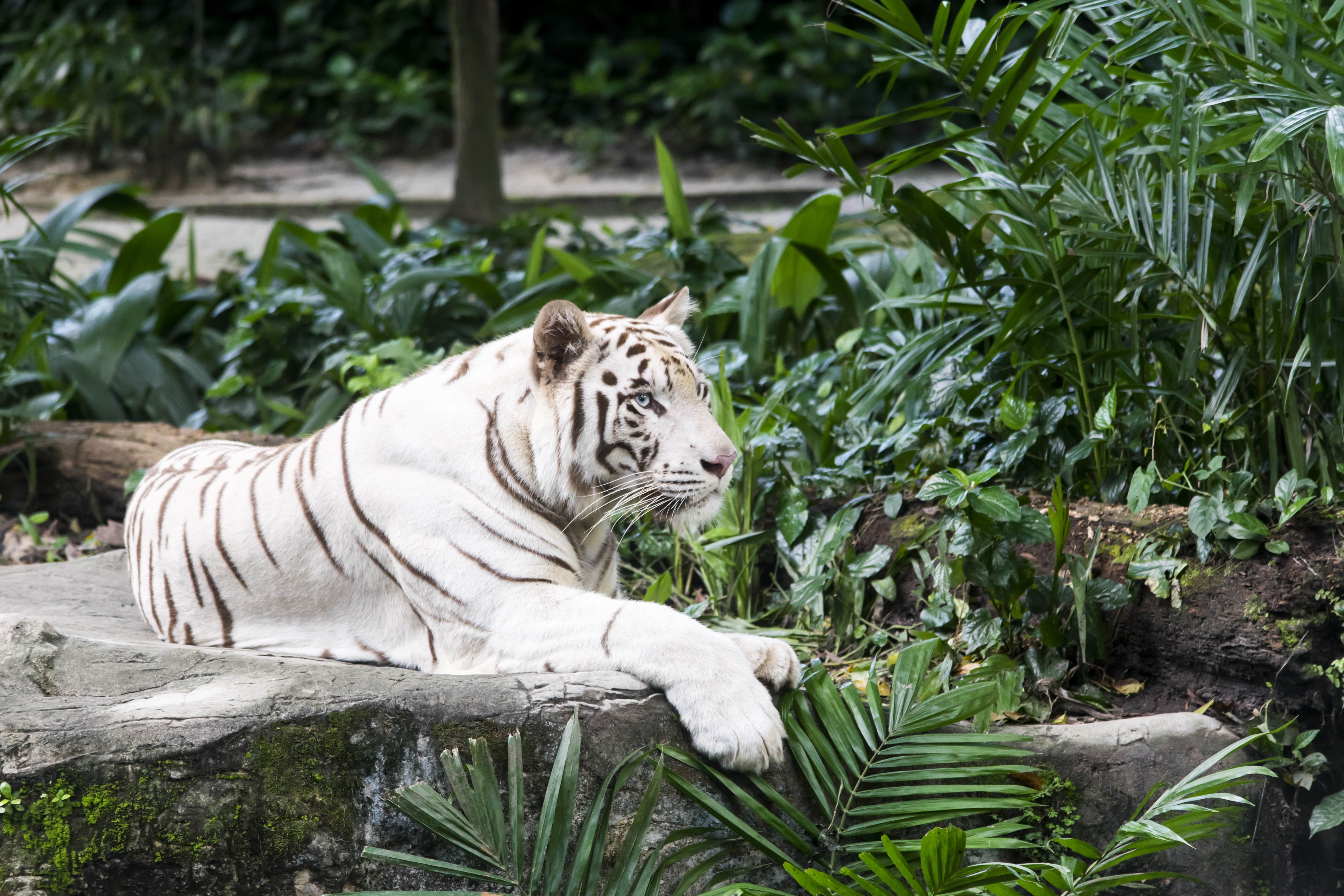 389527壁紙のダウンロード動物, ホワイトタイガー, 横たわる, 虎, 動物園, 猫-スクリーンセーバーと写真を無料で