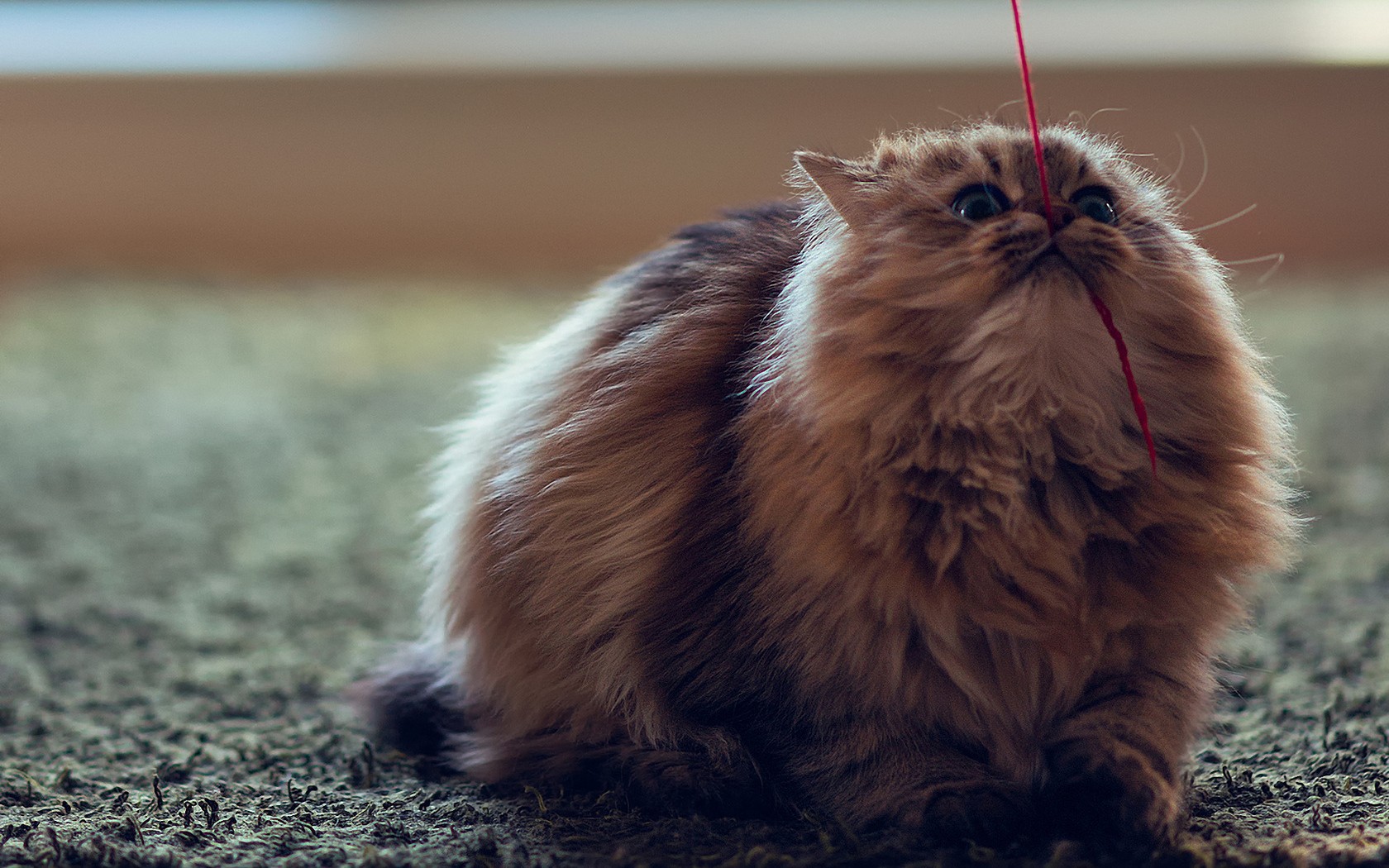 Téléchargez gratuitement l'image Animaux, Chat sur le bureau de votre PC