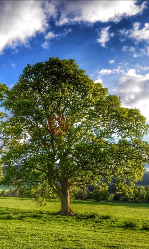 Download mobile wallpaper Trees, Tree, Earth, Cloud, Oak, Oak Tree for free.