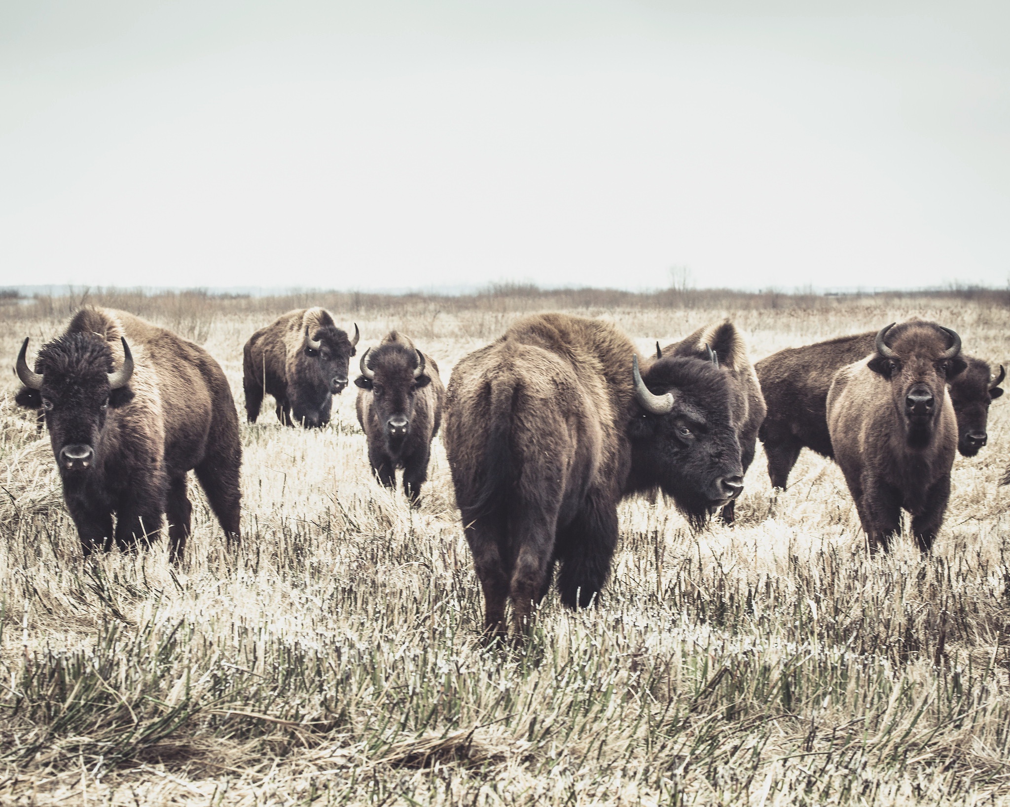 Handy-Wallpaper Tiere, Amerikanischer Bison kostenlos herunterladen.