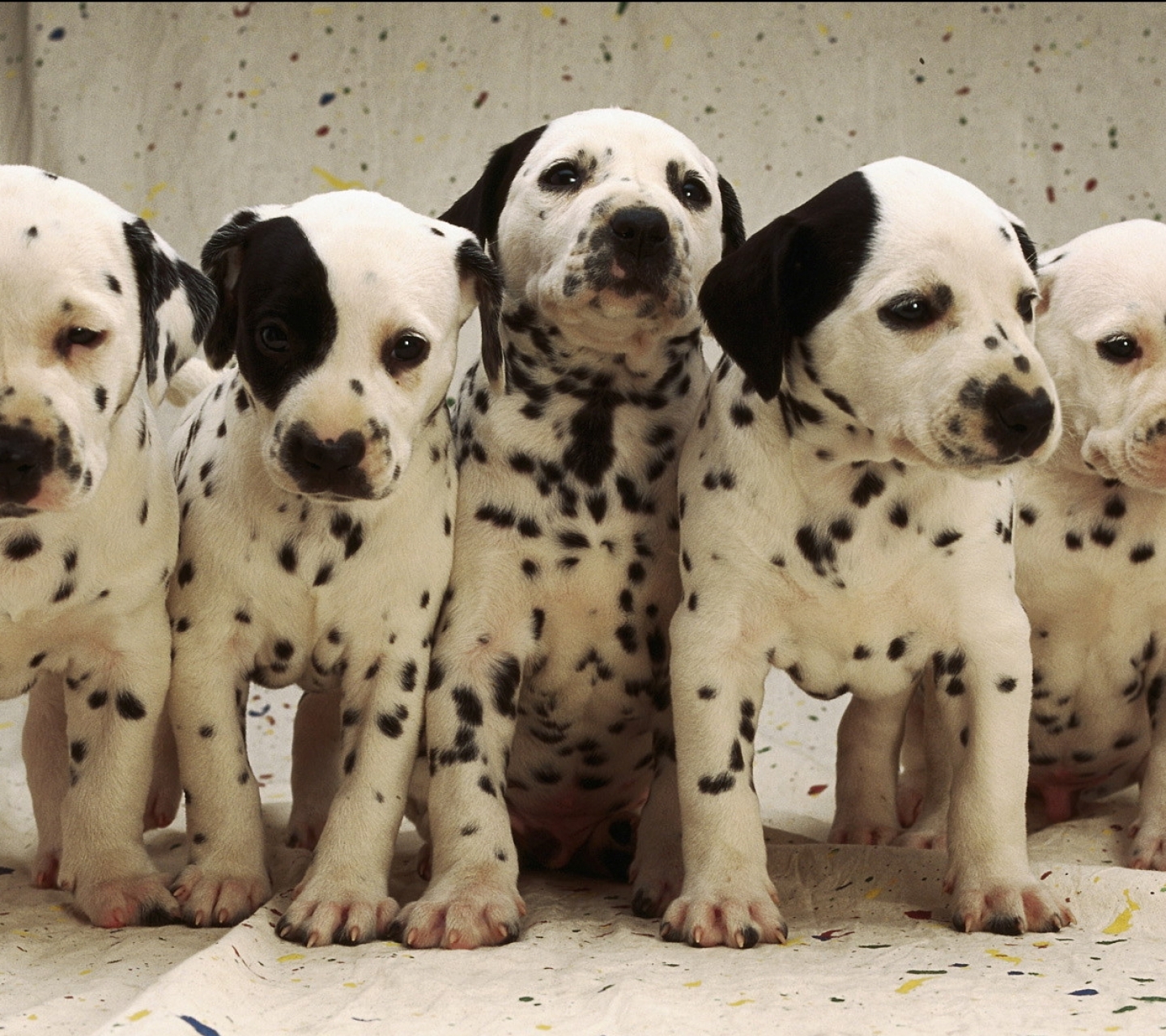 無料モバイル壁紙動物, 犬, 子犬, ダルメシアン, 可愛い, 黒 白をダウンロードします。