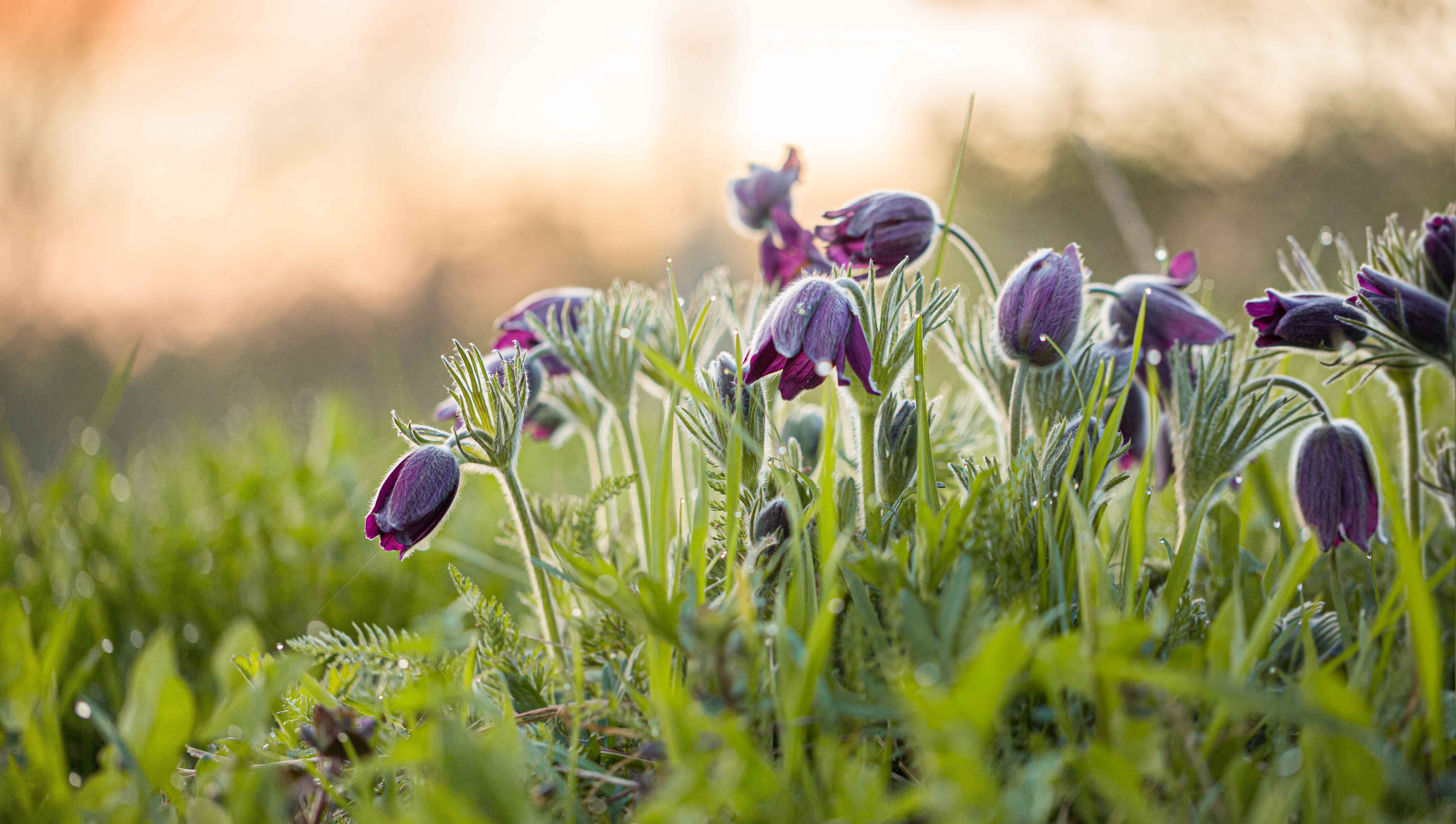 Téléchargez gratuitement l'image Fleurs, Fleur, Terre/nature sur le bureau de votre PC