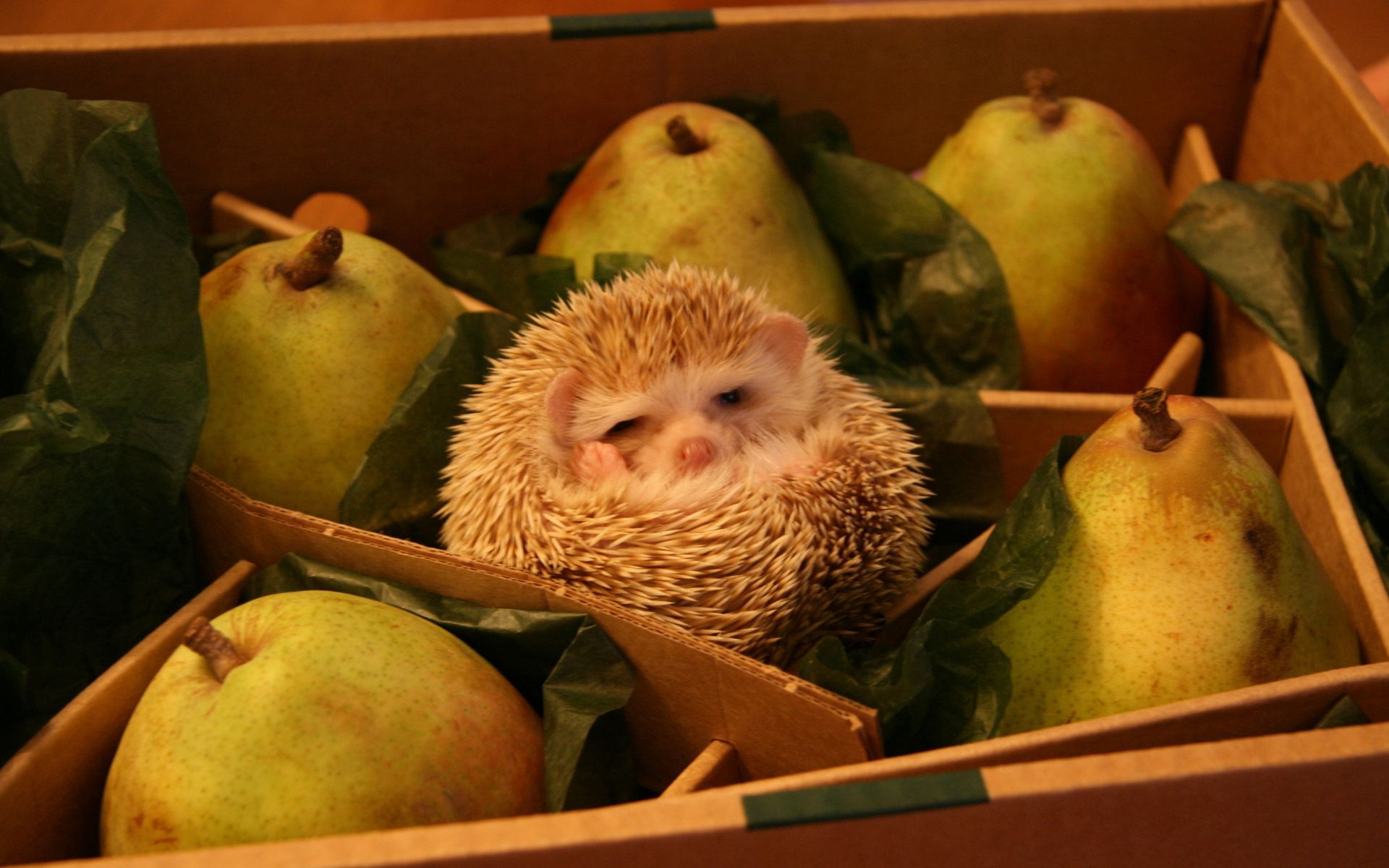 hedgehog, animals, pears, box, joke