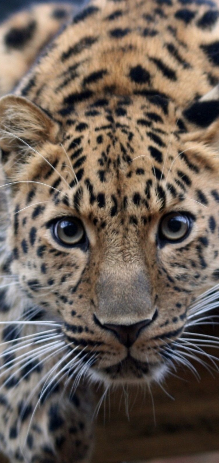 Handy-Wallpaper Tiere, Katzen, Jaguar, Leopard, Starren kostenlos herunterladen.