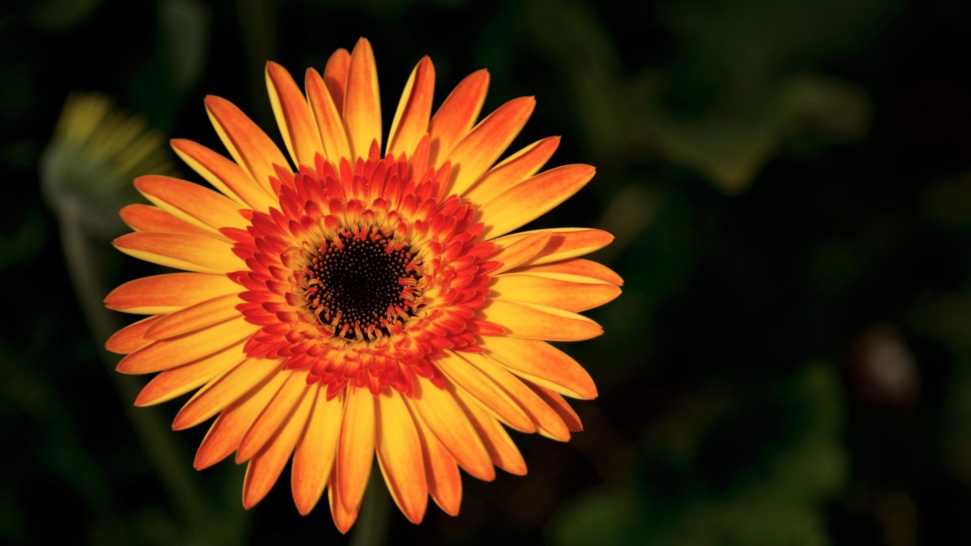 Free download wallpaper Flowers, Flower, Earth, Gerbera, Yellow Flower on your PC desktop