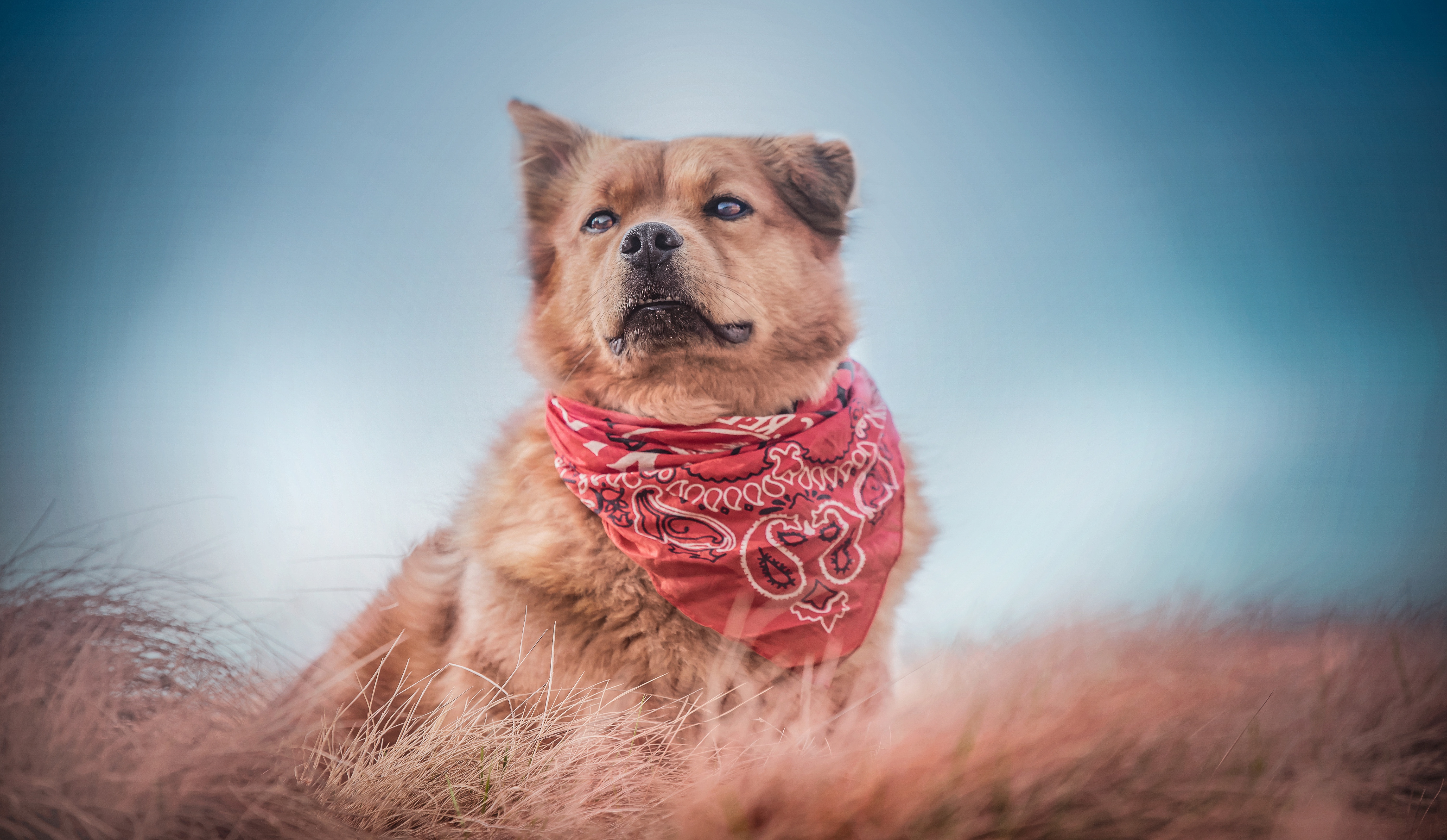 Téléchargez gratuitement l'image Animaux, Chiens, Chien sur le bureau de votre PC